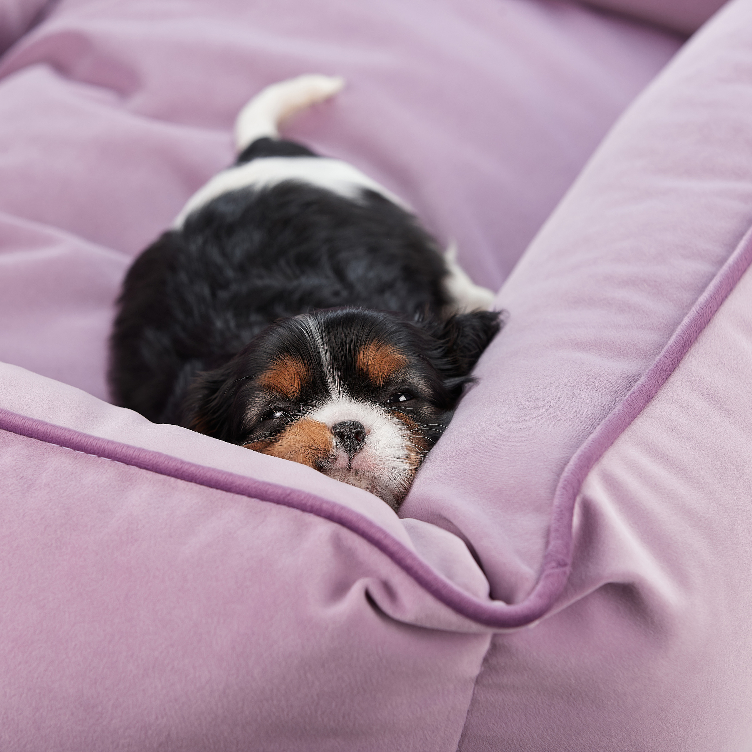 Домашняя фотосессия малышей кавалеров. ФОТОГРАФ-АНИМАЛИСТ l LANA POLYAKOVA