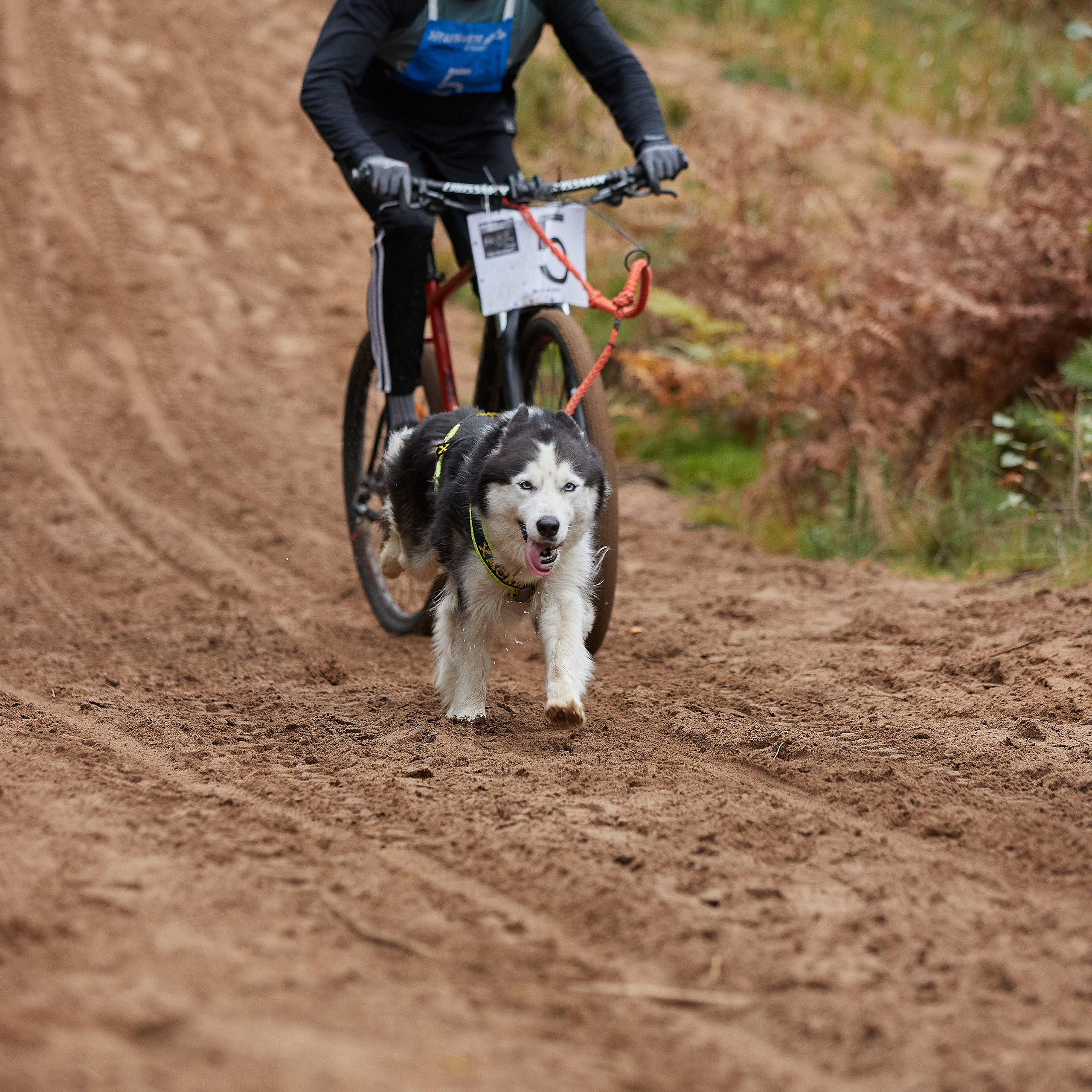 ЧЕМПИОНАТ РОССИИ РКФ 25–26 сентября 2021 г. ФОТОГРАФ-АНИМАЛИСТ l LANA POLYAKOVA