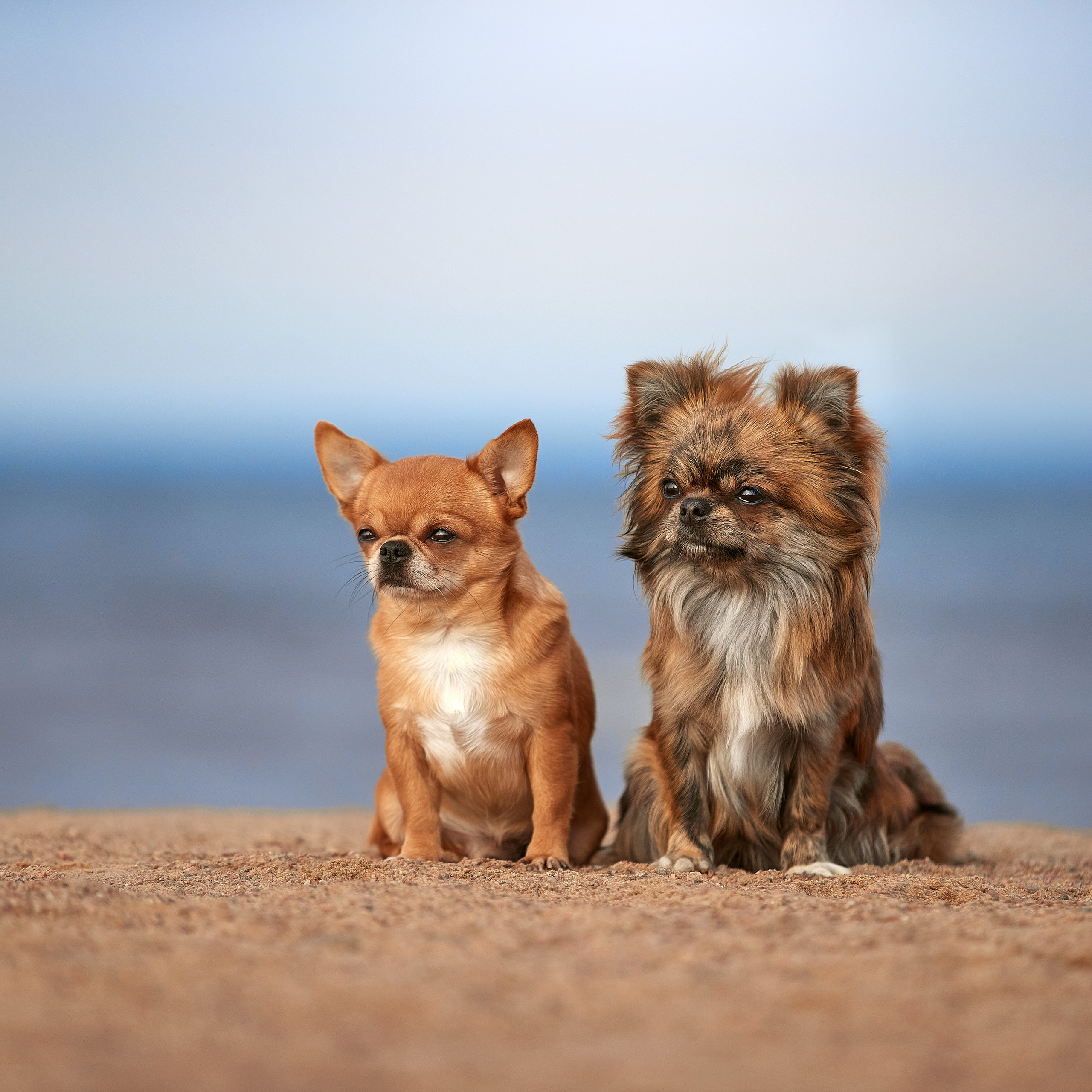 Ярик и компания. Фотопрогулка чихуа. ФОТОГРАФ-АНИМАЛИСТ l LANA POLYAKOVA