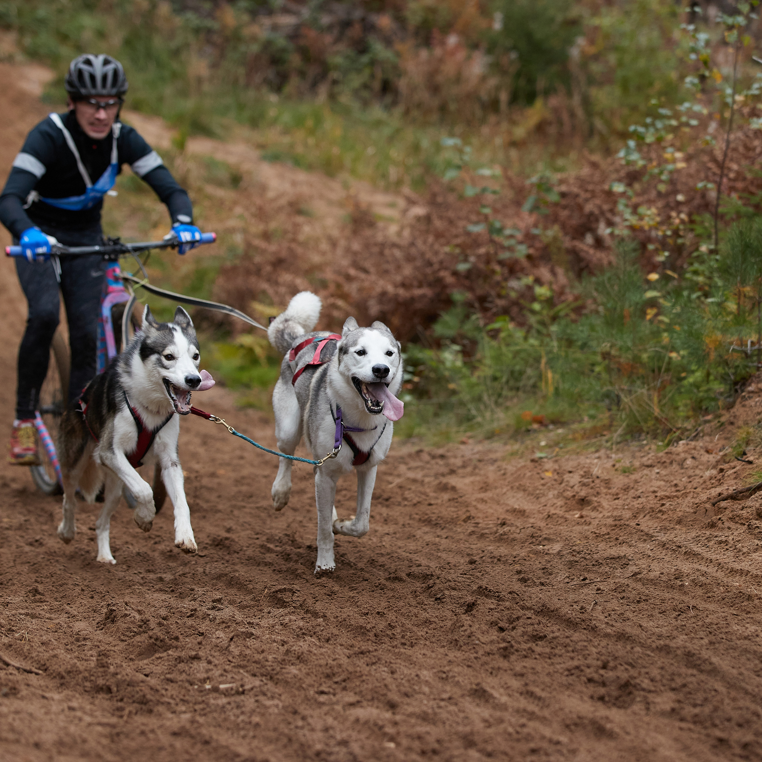 ЧЕМПИОНАТ РОССИИ РКФ 25–26 сентября 2021 г. ФОТОГРАФ-АНИМАЛИСТ l LANA POLYAKOVA