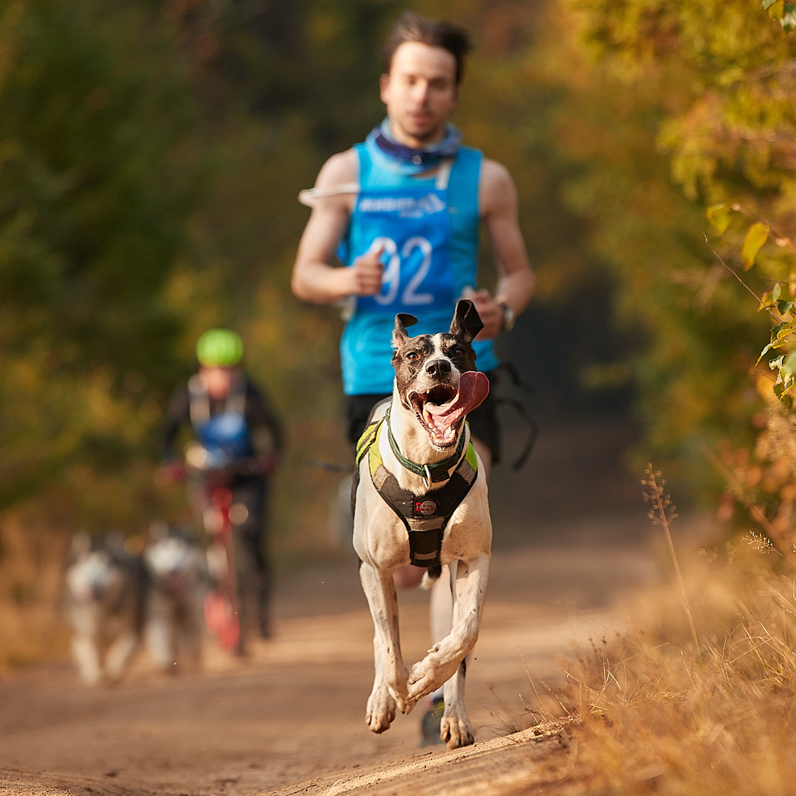 ЧЕМПИОНАТ РОССИИ РКФ 27 сентября 2020 г., 2й день. ФОТОГРАФ-АНИМАЛИСТ l LANA POLYAKOVA