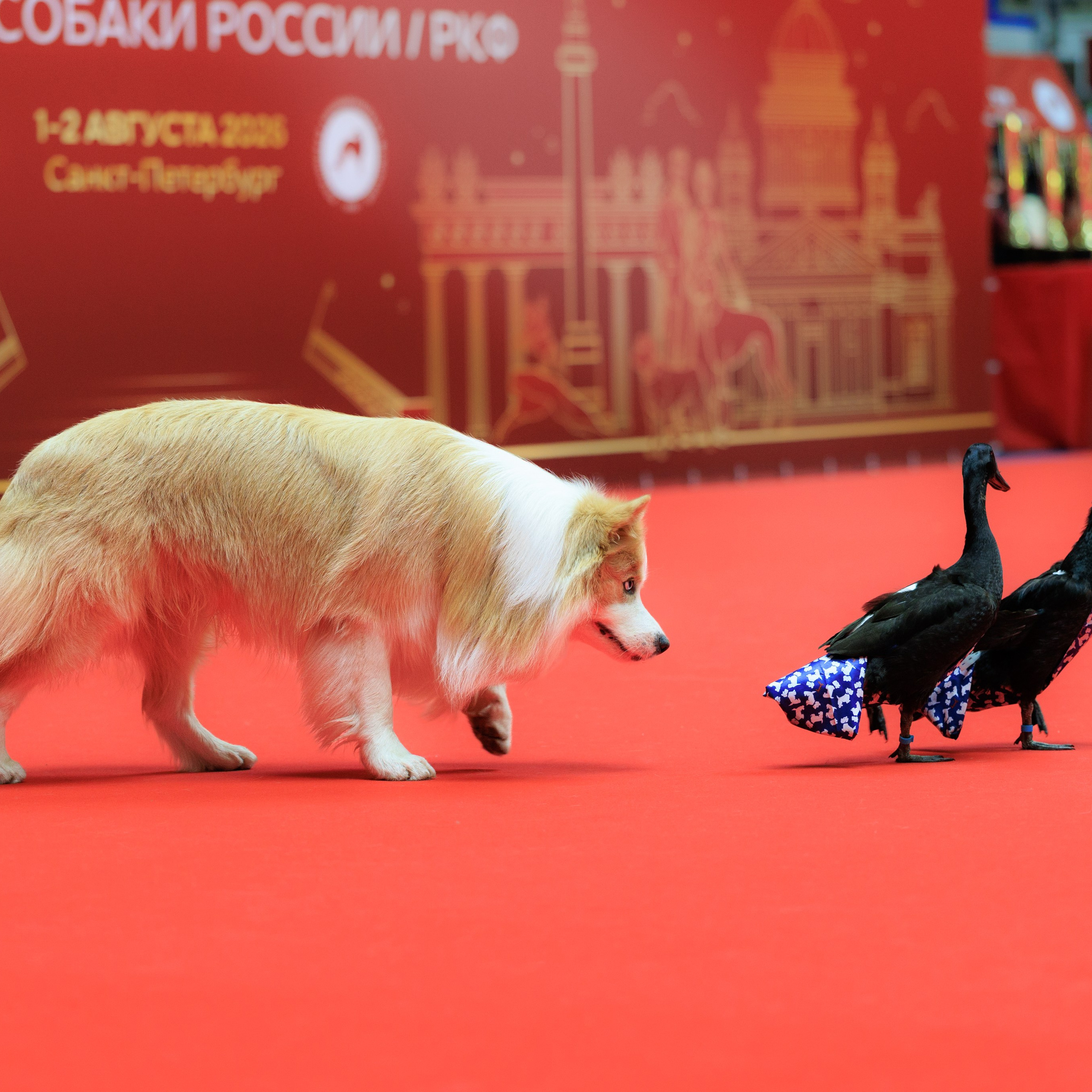Выставка Лучшие собаки России / РКФ Санкт-Петербург. ФОТОГРАФ-АНИМАЛИСТ l LANA POLYAKOVA