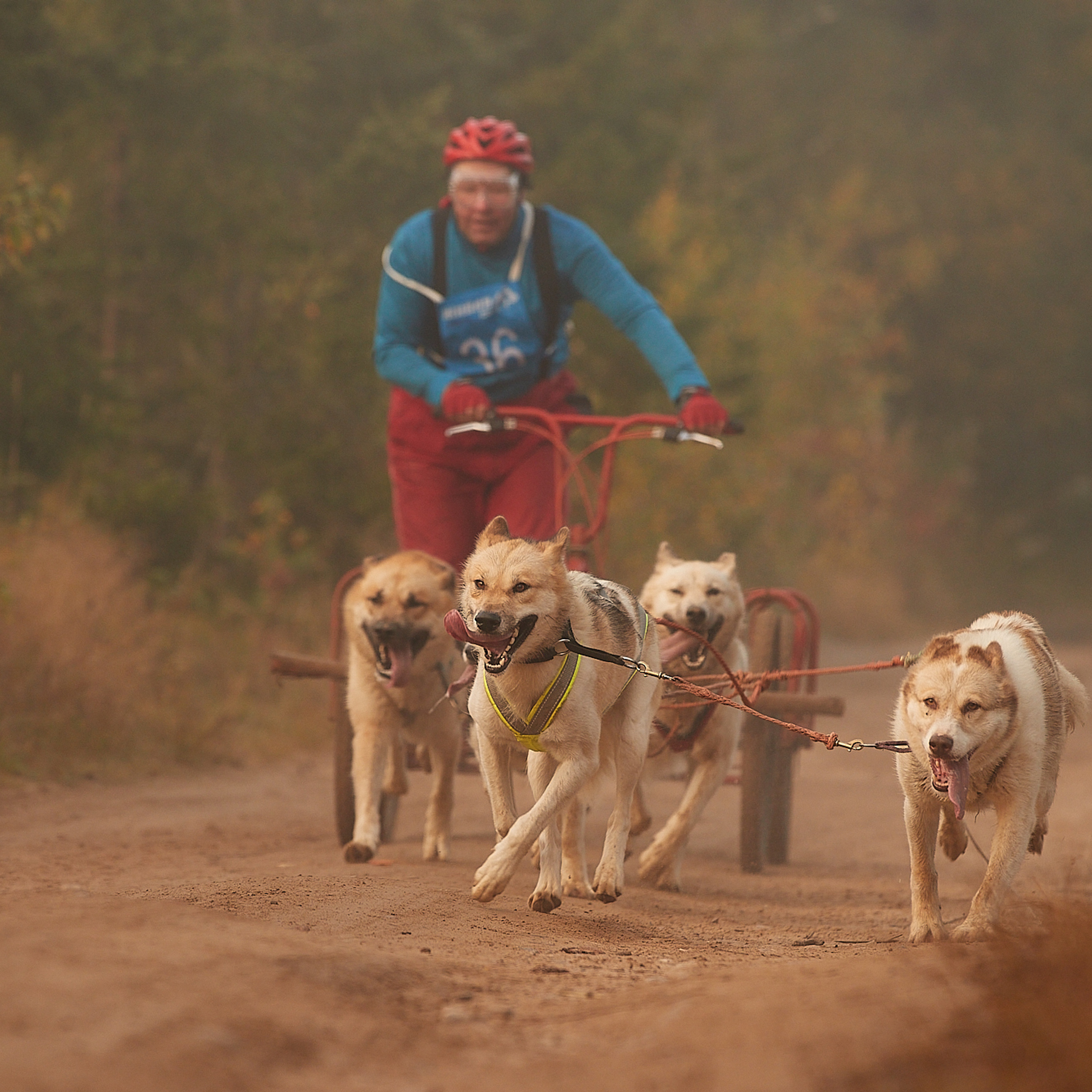 ЧЕМПИОНАТ РОССИИ РКФ 27 сентября 2020 г., 2й день. ФОТОГРАФ-АНИМАЛИСТ l LANA POLYAKOVA