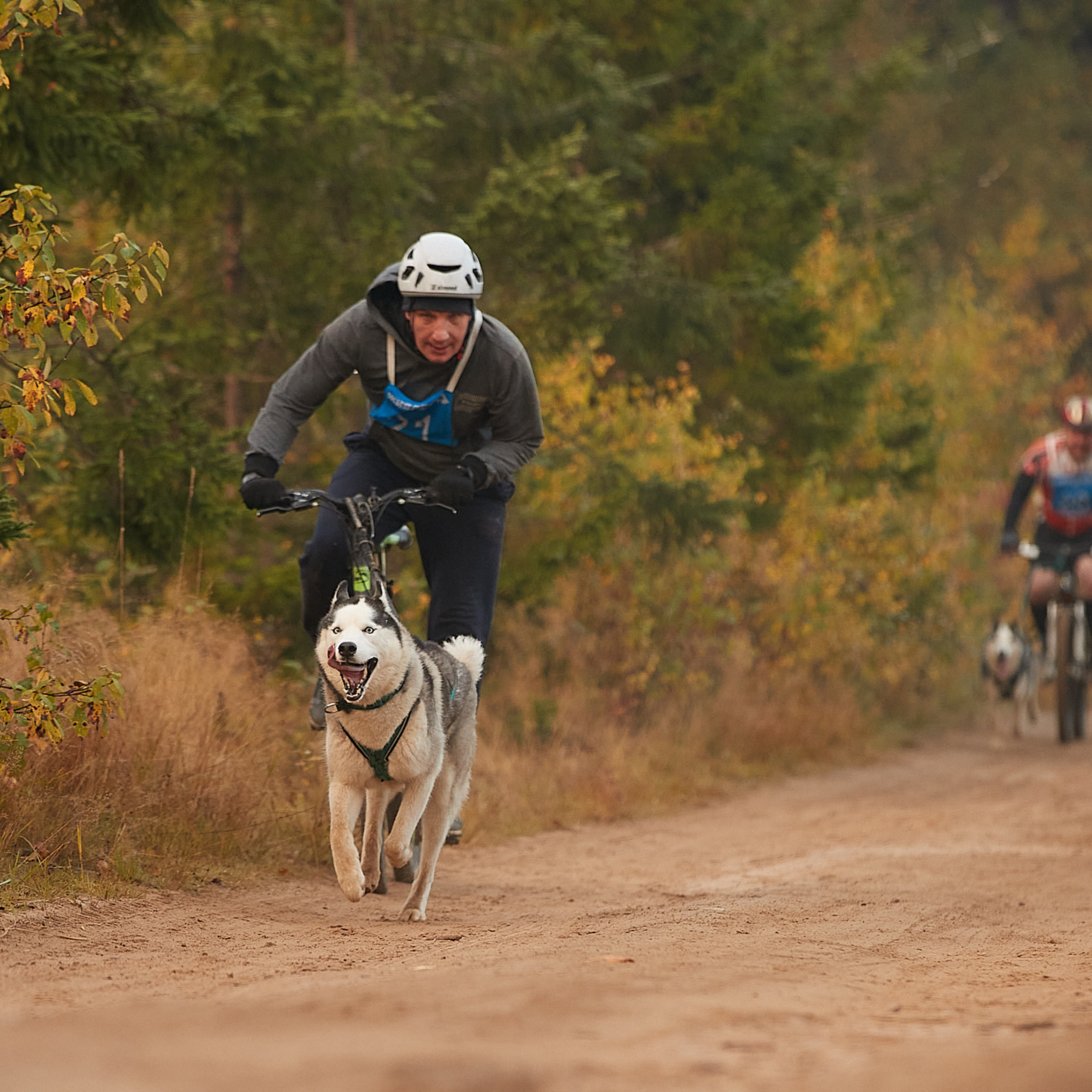 ЧЕМПИОНАТ РОССИИ РКФ 27 сентября 2020 г., 2й день. ФОТОГРАФ-АНИМАЛИСТ l LANA POLYAKOVA