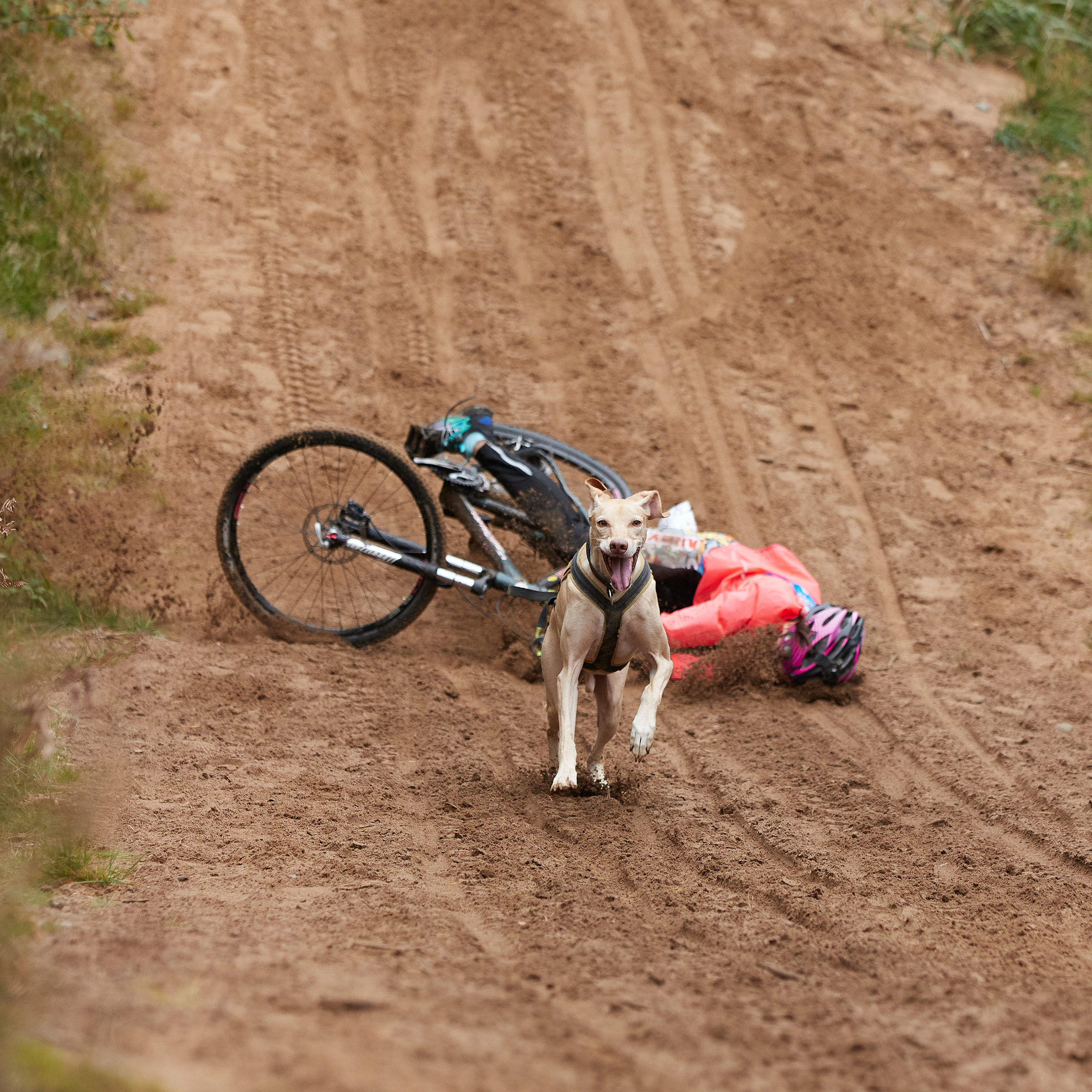 ЧЕМПИОНАТ РОССИИ РКФ 25–26 сентября 2021 г. ФОТОГРАФ-АНИМАЛИСТ l LANA POLYAKOVA