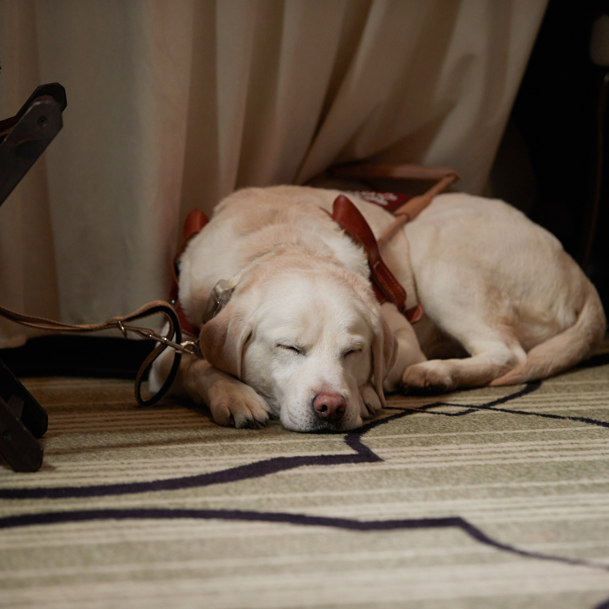 Репортаж с церемонии «BEST RUSSIAN DOG 2023». ФОТОГРАФ-АНИМАЛИСТ l LANA POLYAKOVA