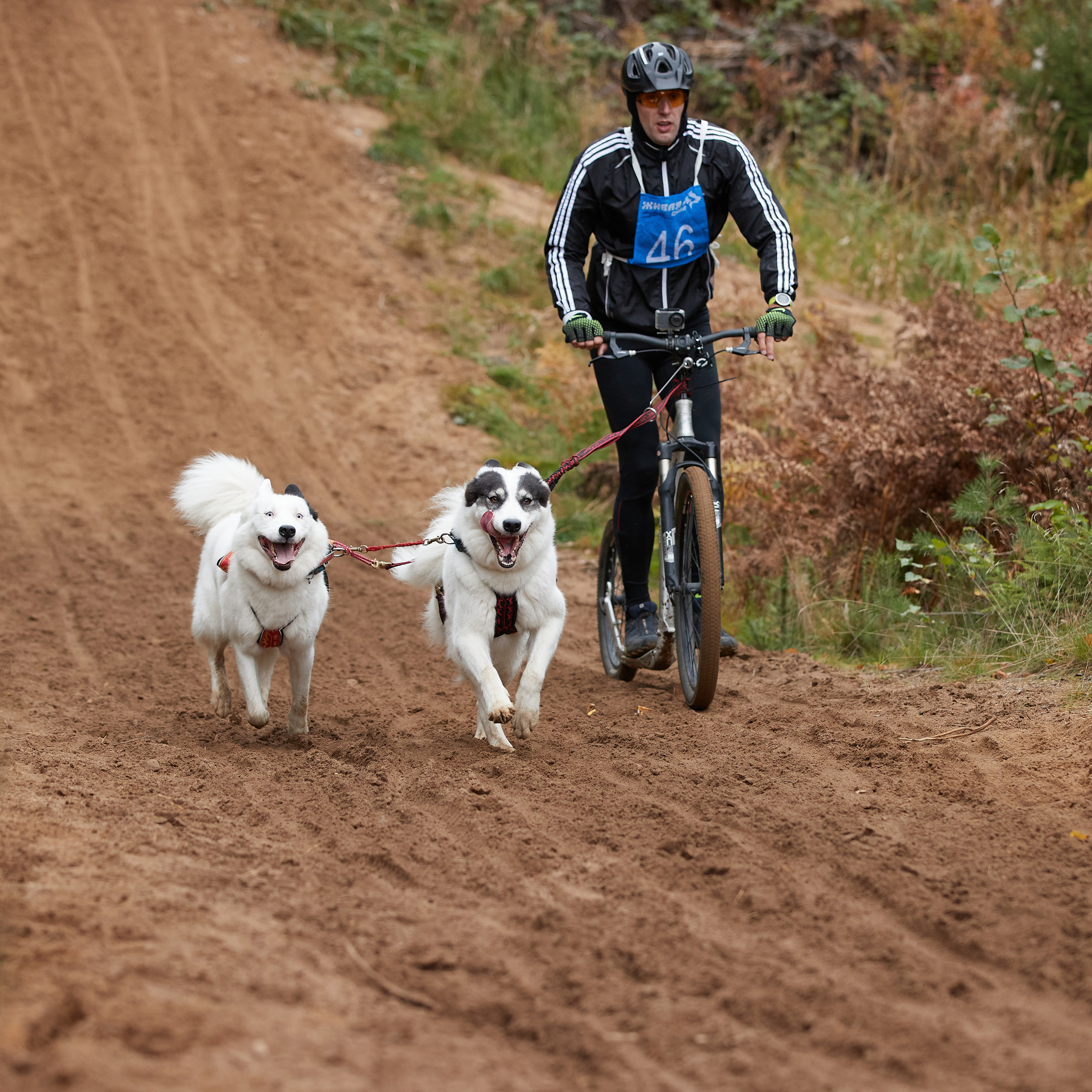 ЧЕМПИОНАТ РОССИИ РКФ 25–26 сентября 2021 г. ФОТОГРАФ-АНИМАЛИСТ l LANA POLYAKOVA