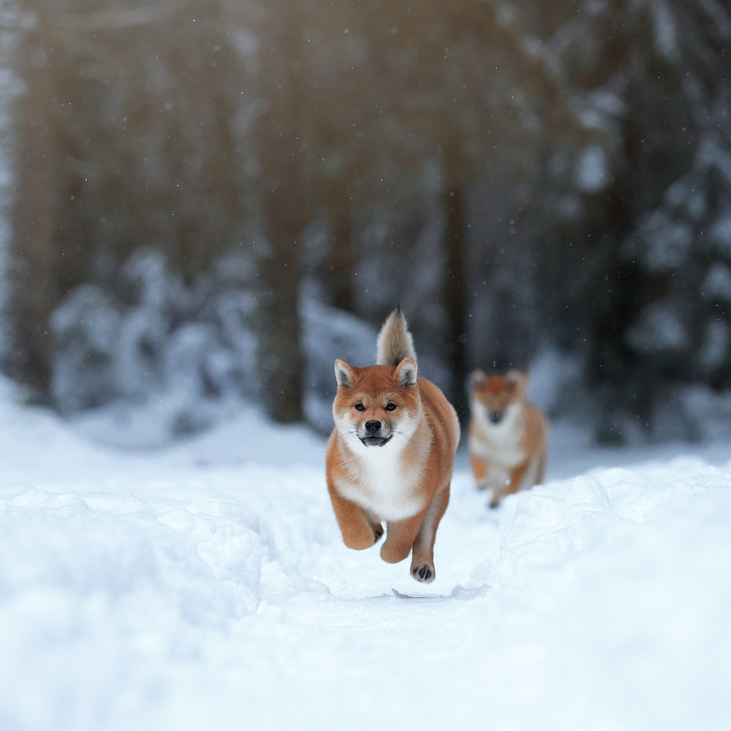 Маленькие сиба-рыси на воле. ФОТОГРАФ-АНИМАЛИСТ l LANA POLYAKOVA