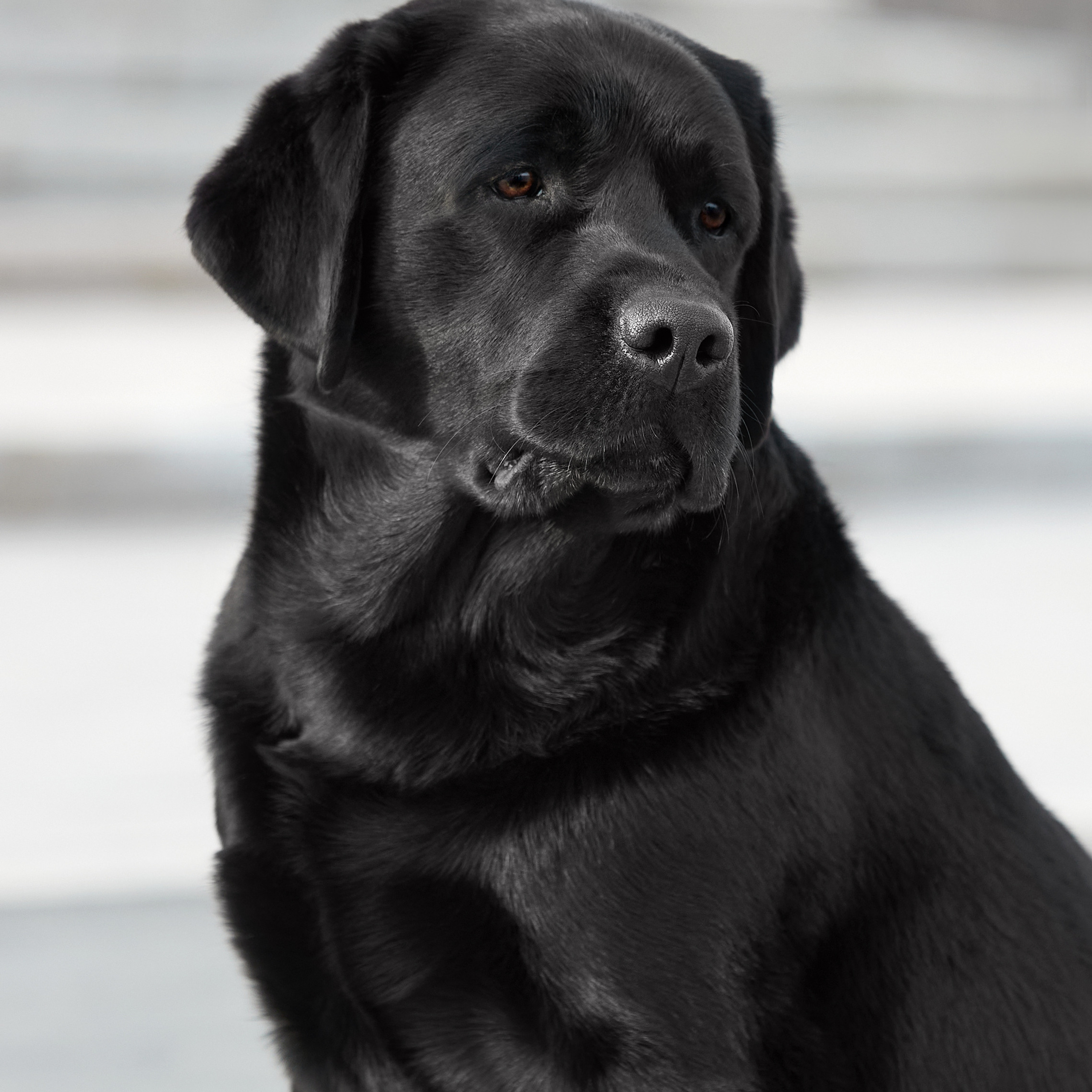 Путешествие к Байкалу. Фотосессии в Иркутске. ФОТОГРАФ-АНИМАЛИСТ l LANA POLYAKOVA