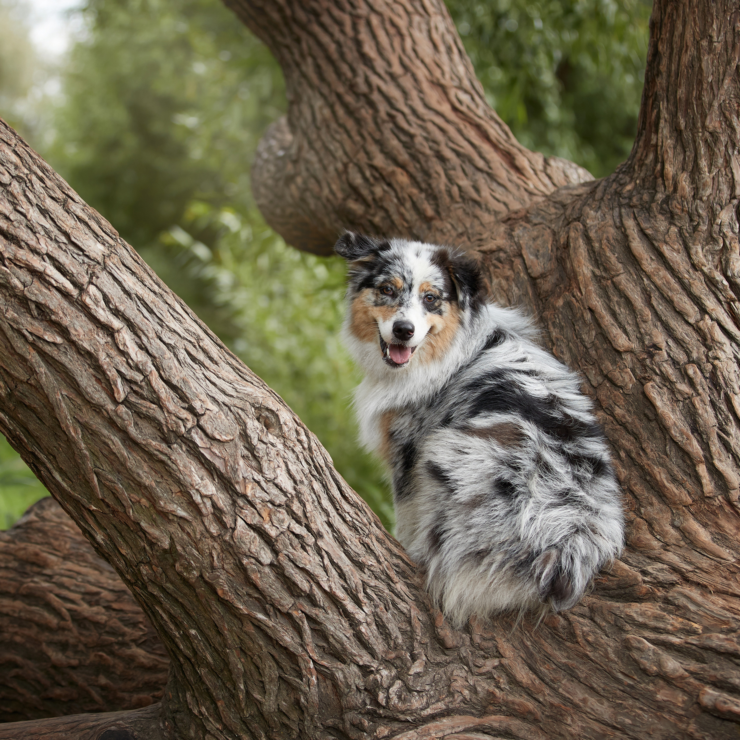 Айза на фотопрогулке. ФОТОГРАФ-АНИМАЛИСТ l LANA POLYAKOVA