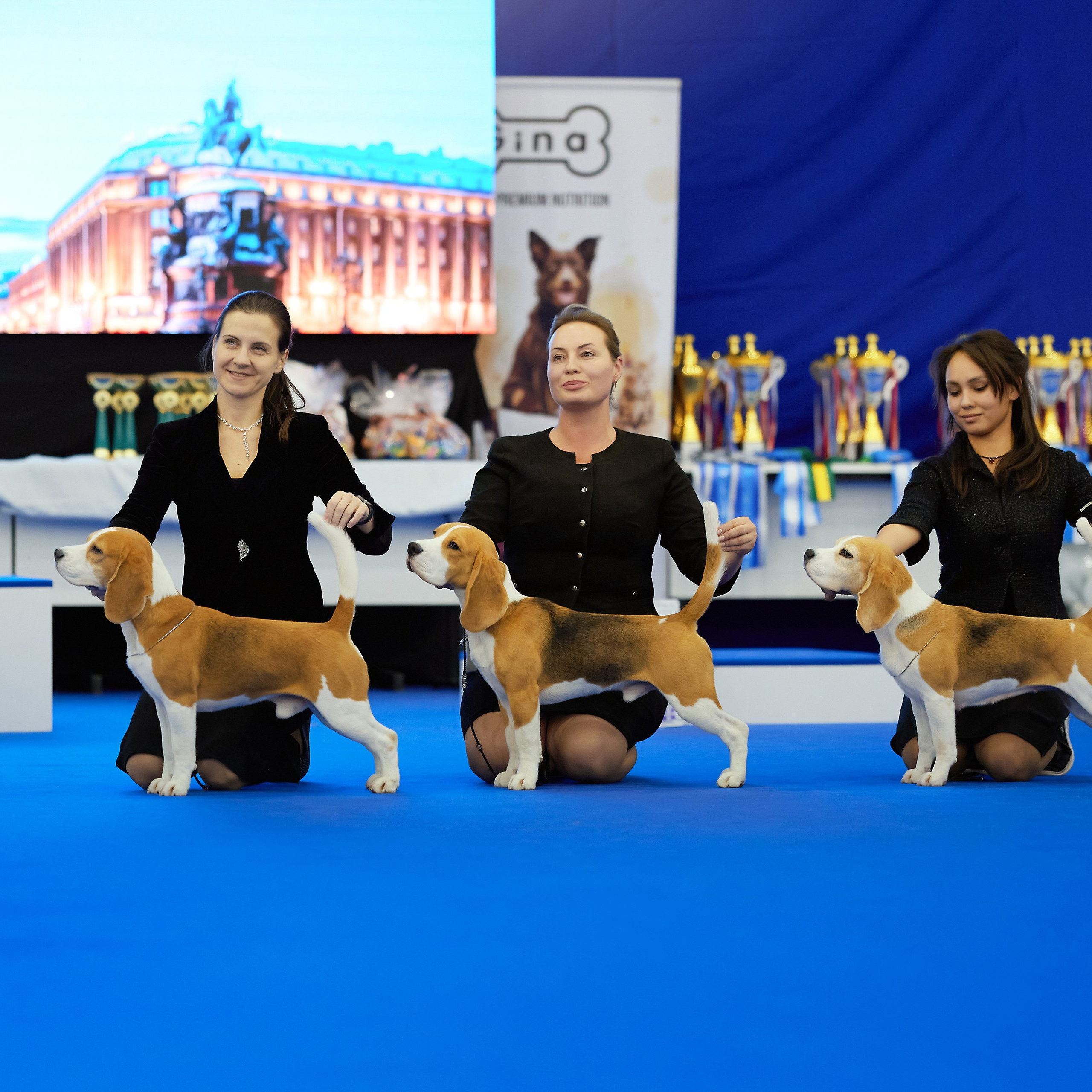 ВЫСТАВКА СОБАК С ОСОБЫМ СТАТУСОМ «НЕВСКИЙ ПОБЕДИТЕЛЬ» 12-13-14.12.2025. ФОТОГРАФ-АНИМАЛИСТ l LANA POLYAKOVA