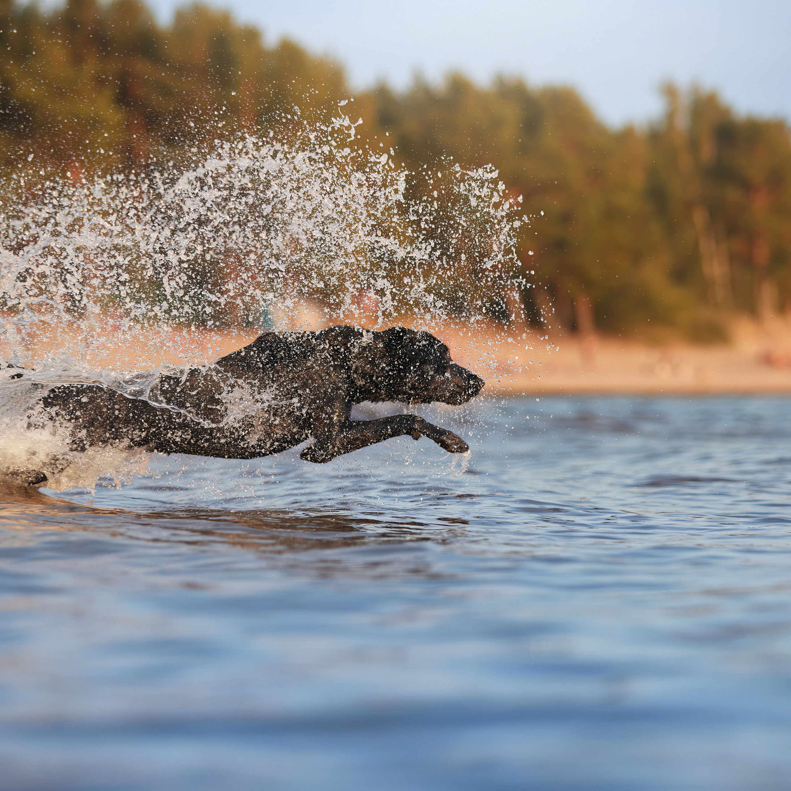 Фотопрогулка для Аджи. Вода!. ФОТОГРАФ-АНИМАЛИСТ l LANA POLYAKOVA