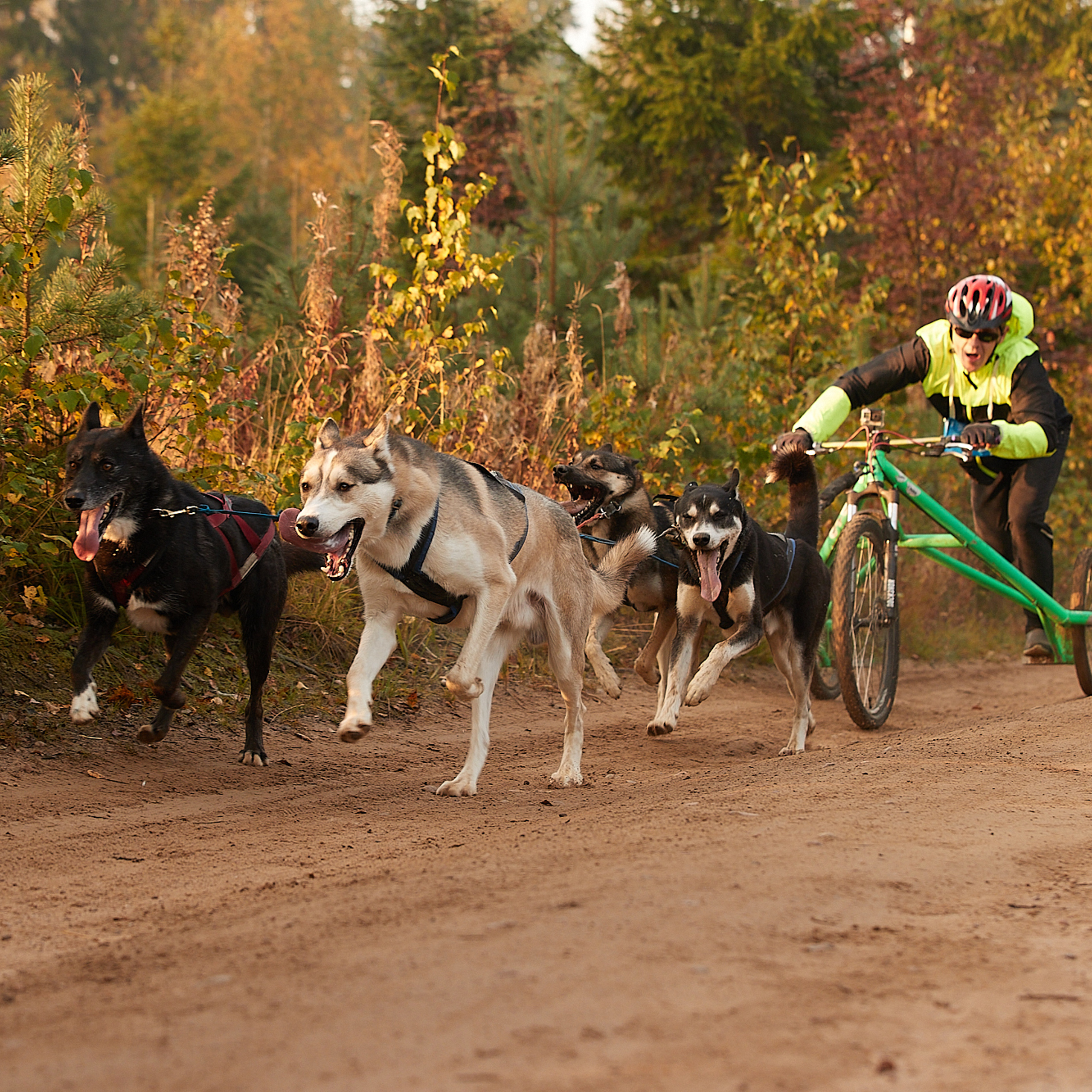 ЧЕМПИОНАТ РОССИИ РКФ 27 сентября 2020 г., 2й день. ФОТОГРАФ-АНИМАЛИСТ l LANA POLYAKOVA