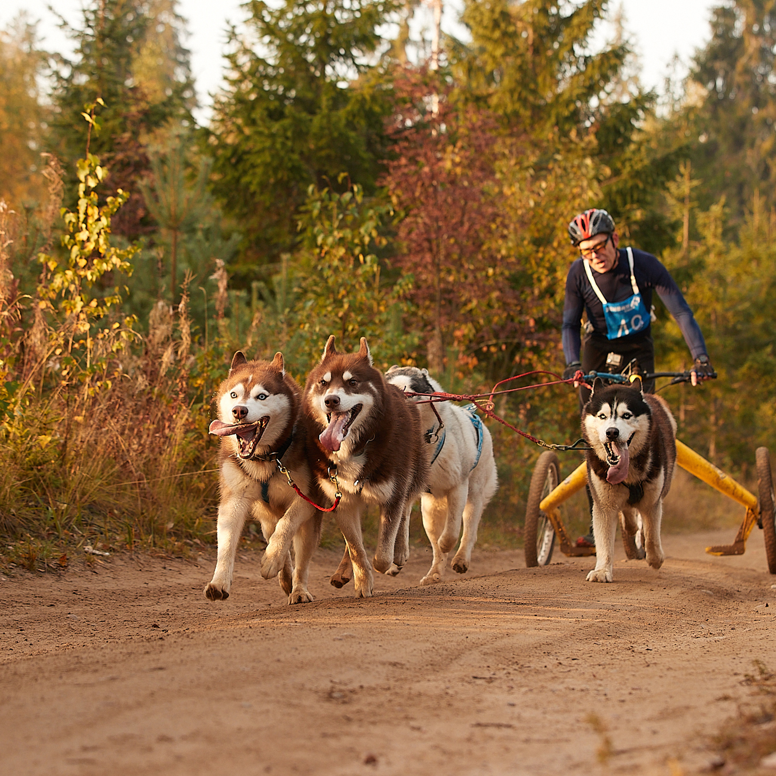 ЧЕМПИОНАТ РОССИИ РКФ 27 сентября 2020 г., 2й день. ФОТОГРАФ-АНИМАЛИСТ l LANA POLYAKOVA