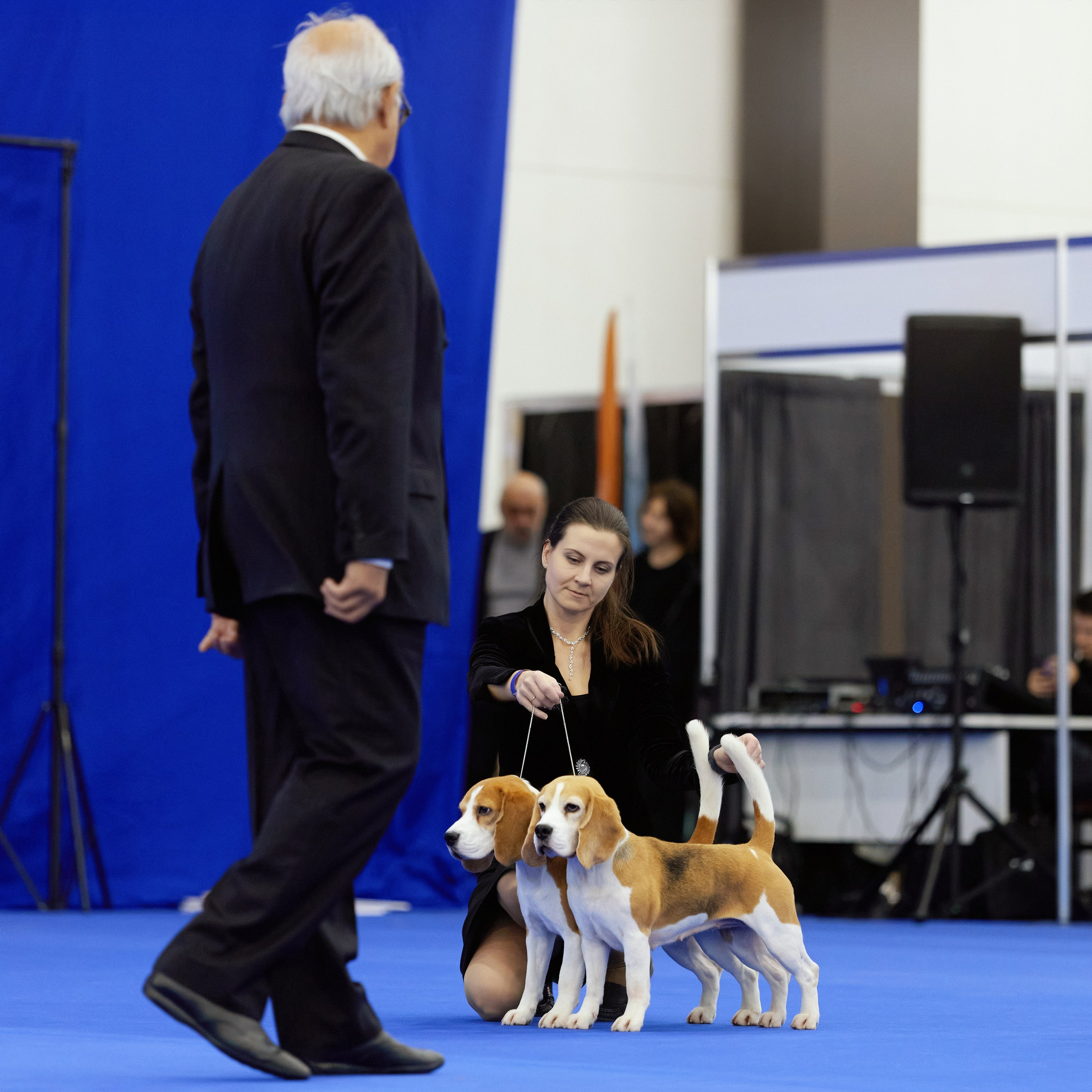 ВЫСТАВКА СОБАК С ОСОБЫМ СТАТУСОМ «НЕВСКИЙ ПОБЕДИТЕЛЬ» 12-13-14.12.2025. ФОТОГРАФ-АНИМАЛИСТ l LANA POLYAKOVA