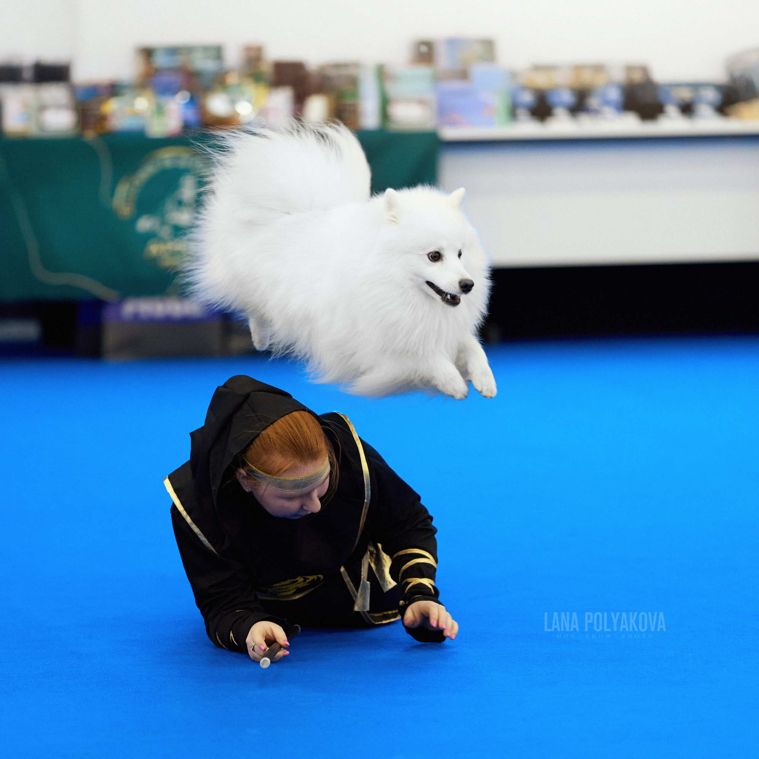 ВЫСТАВКА СОБАК С ОСОБЫМ СТАТУСОМ «НЕВСКИЙ ПОБЕДИТЕЛЬ» 12-13-14.12.2025. ФОТОГРАФ-АНИМАЛИСТ l LANA POLYAKOVA