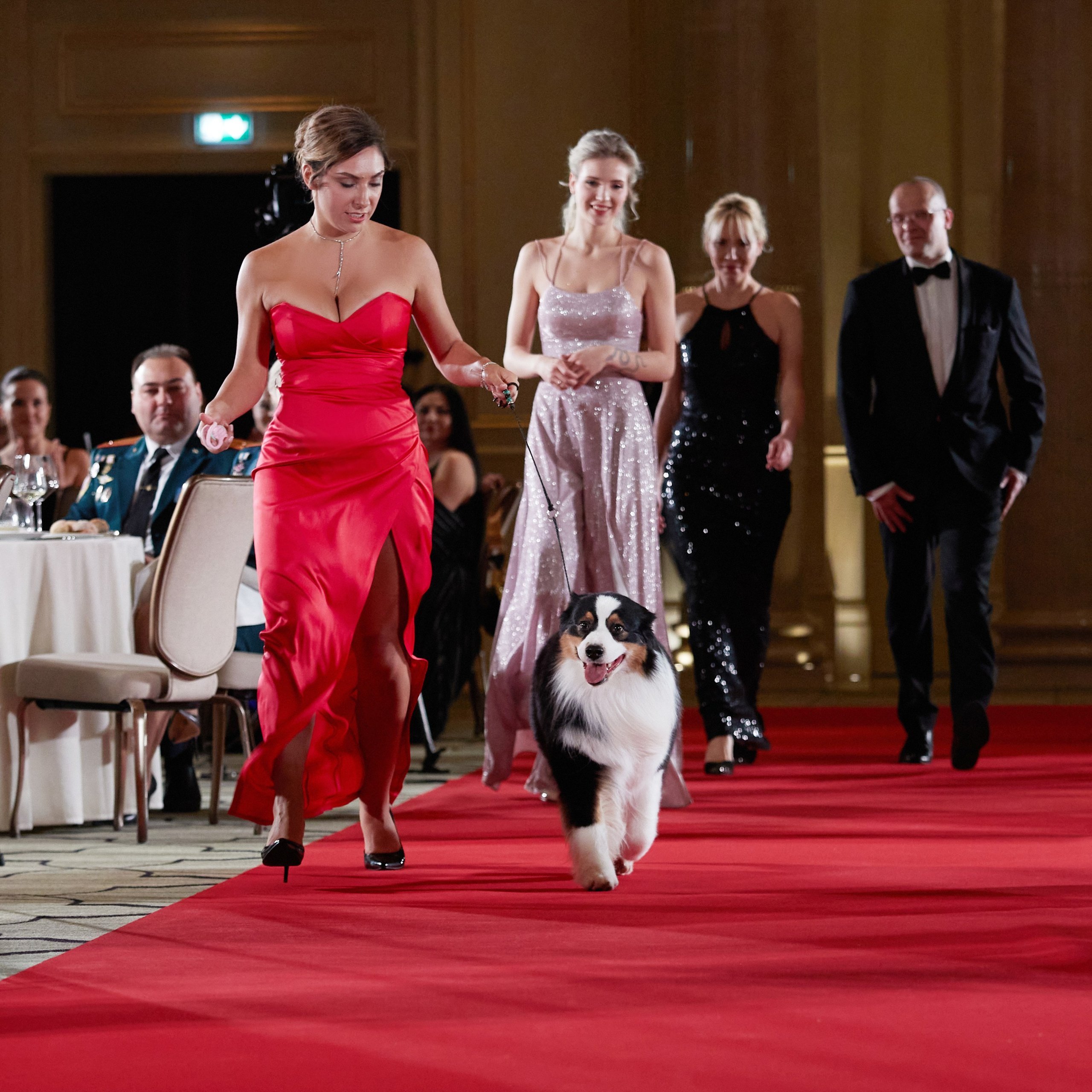 Репортаж с церемонии «BEST RUSSIAN DOG 2023». ФОТОГРАФ-АНИМАЛИСТ l LANA POLYAKOVA