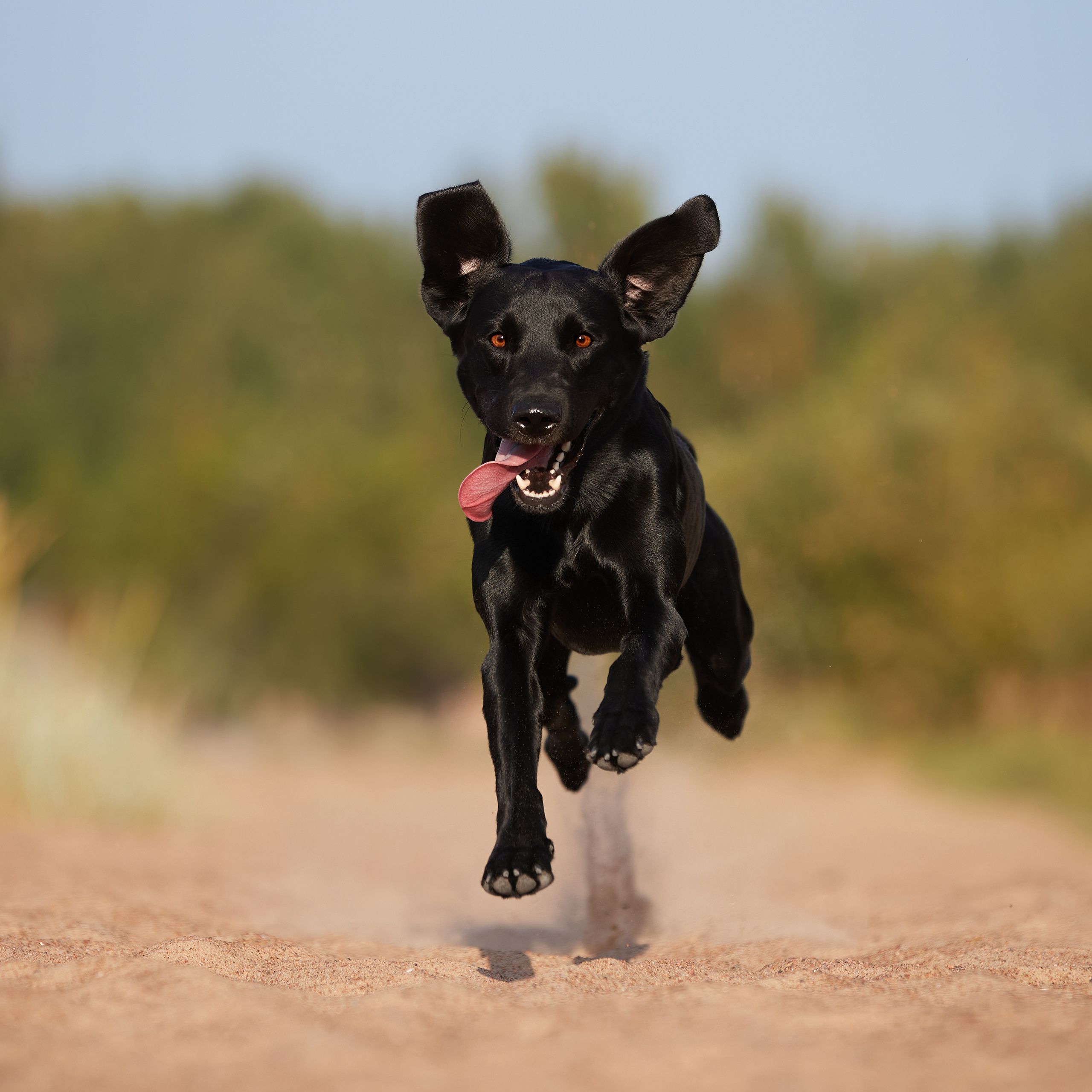 Фотопрогулка для Аджи. Вода!. ФОТОГРАФ-АНИМАЛИСТ l LANA POLYAKOVA