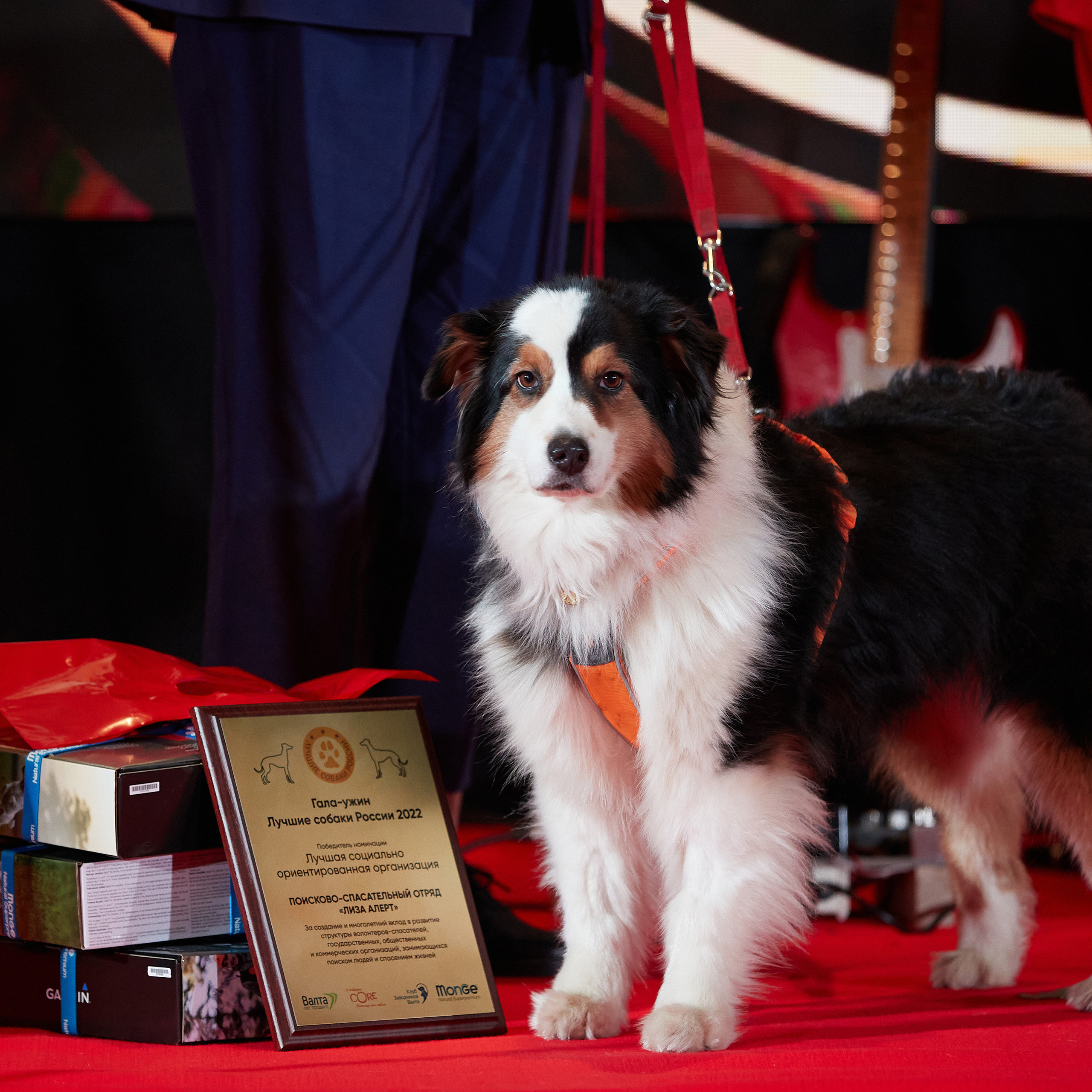 Репортаж с церемонии «BEST RUSSIAN DOG 2022». ФОТОГРАФ-АНИМАЛИСТ l LANA POLYAKOVA