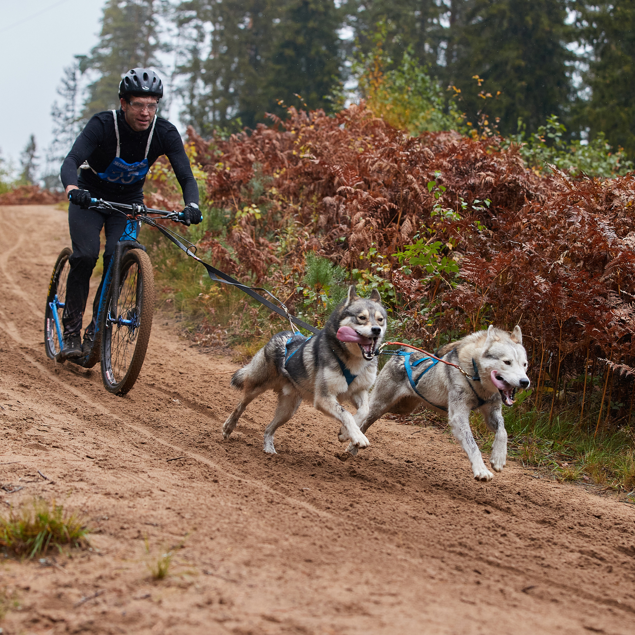 ЧЕМПИОНАТ РОССИИ РКФ 25–26 сентября 2021 г. ФОТОГРАФ-АНИМАЛИСТ l LANA POLYAKOVA
