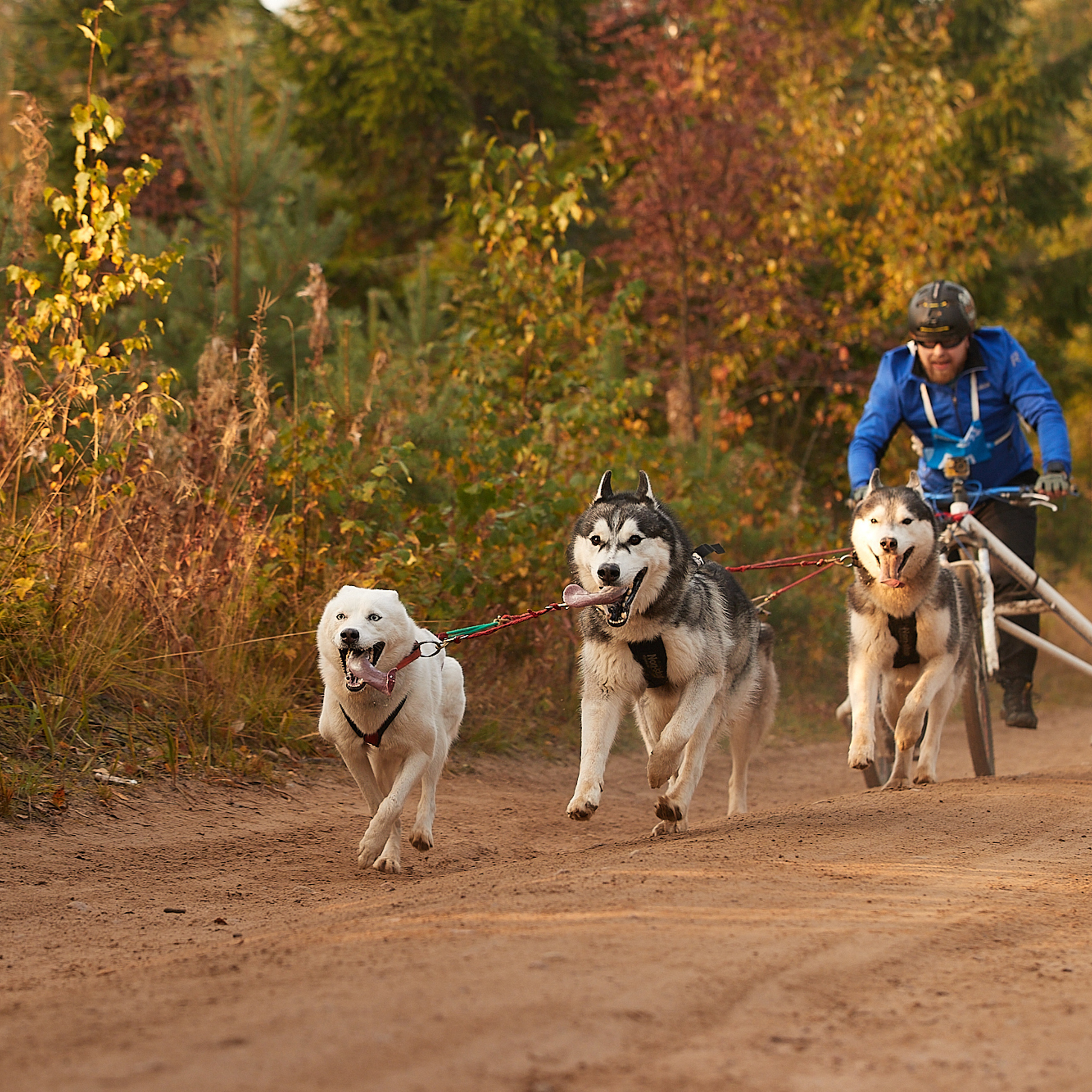 ЧЕМПИОНАТ РОССИИ РКФ 27 сентября 2020 г., 2й день. ФОТОГРАФ-АНИМАЛИСТ l LANA POLYAKOVA