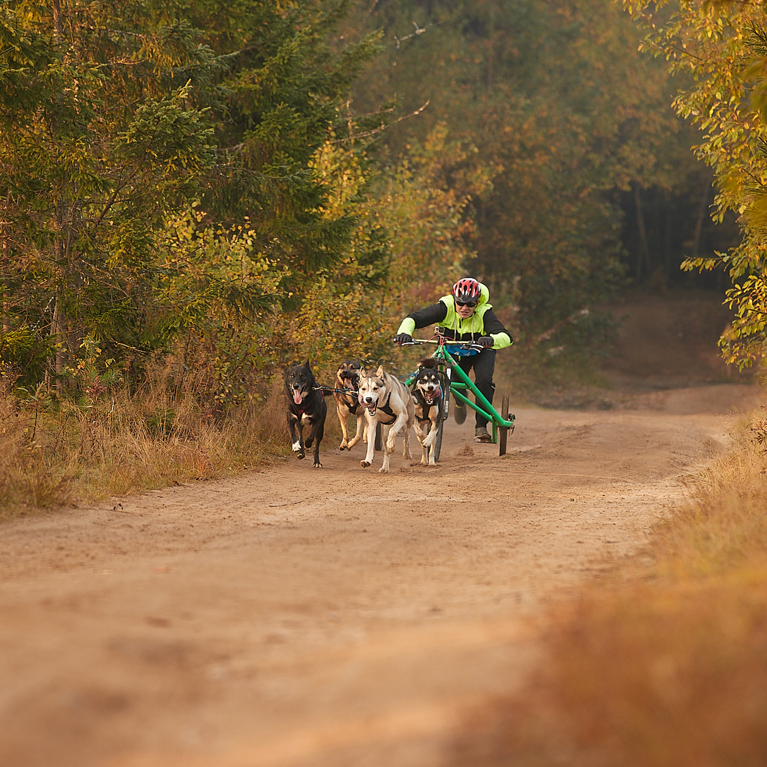 ЧЕМПИОНАТ РОССИИ РКФ 27 сентября 2020 г., 2й день. ФОТОГРАФ-АНИМАЛИСТ l LANA POLYAKOVA