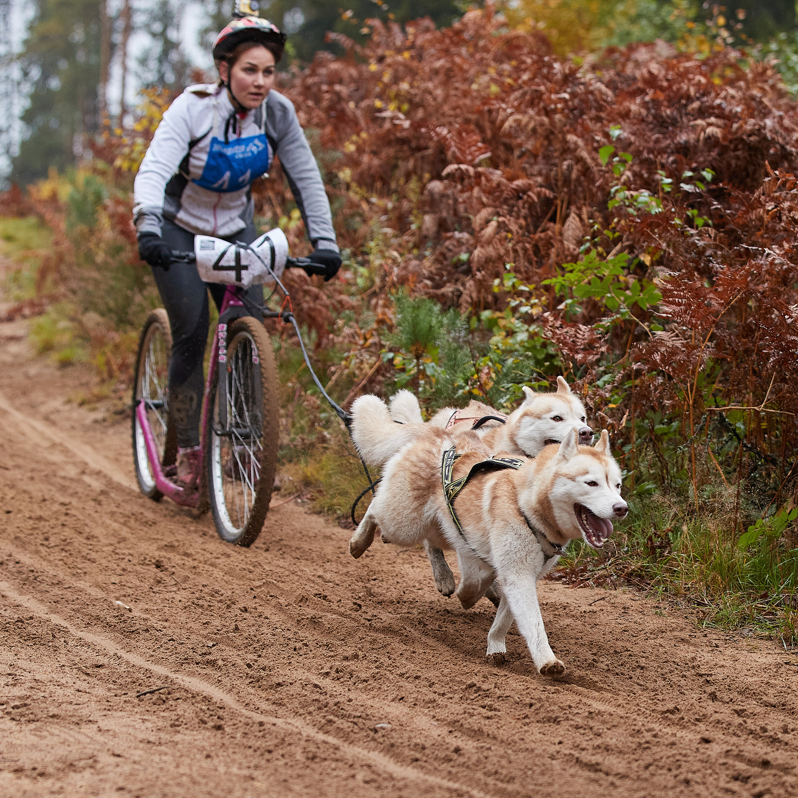 ЧЕМПИОНАТ РОССИИ РКФ 25–26 сентября 2021 г. ФОТОГРАФ-АНИМАЛИСТ l LANA POLYAKOVA