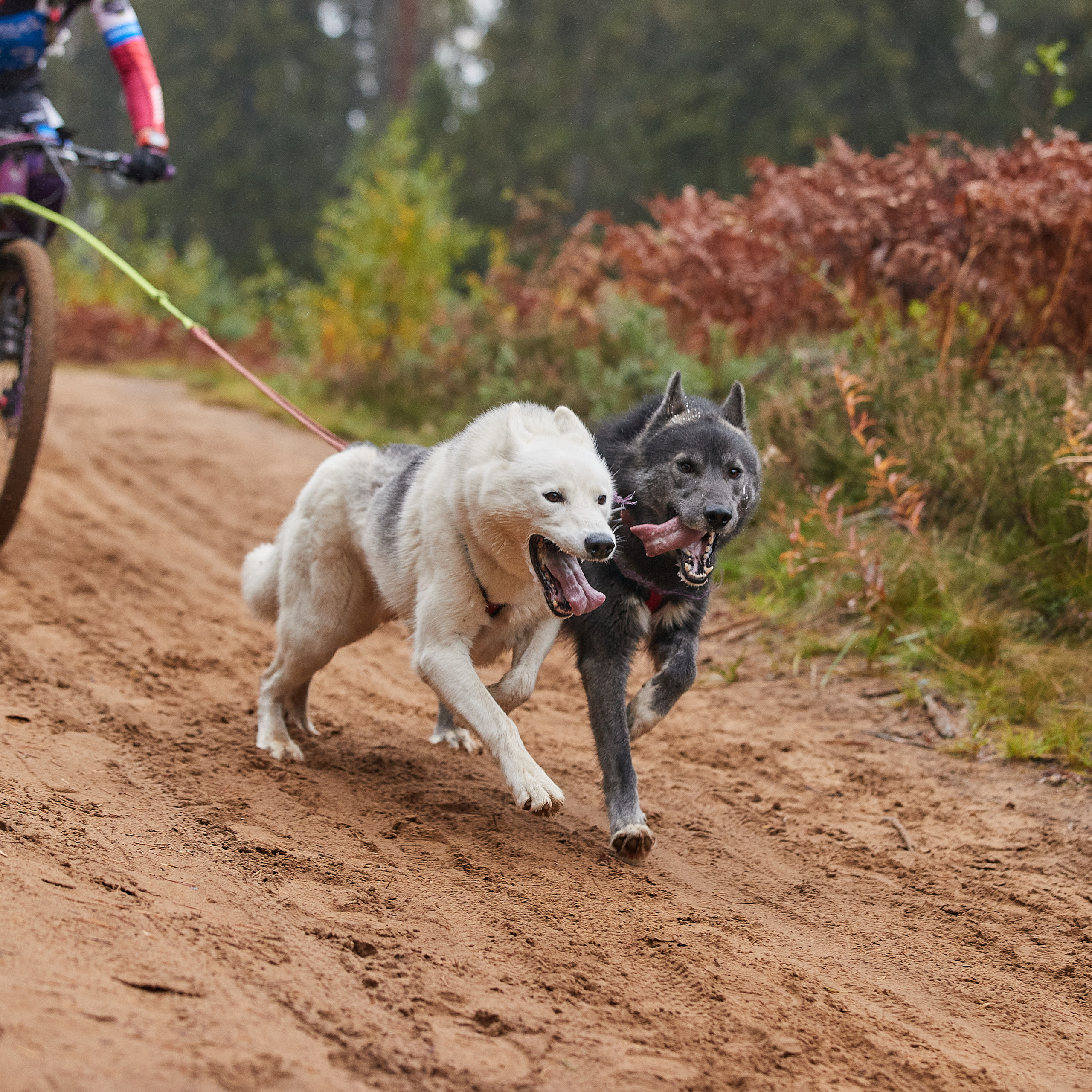 ЧЕМПИОНАТ РОССИИ РКФ 25–26 сентября 2021 г. ФОТОГРАФ-АНИМАЛИСТ l LANA POLYAKOVA