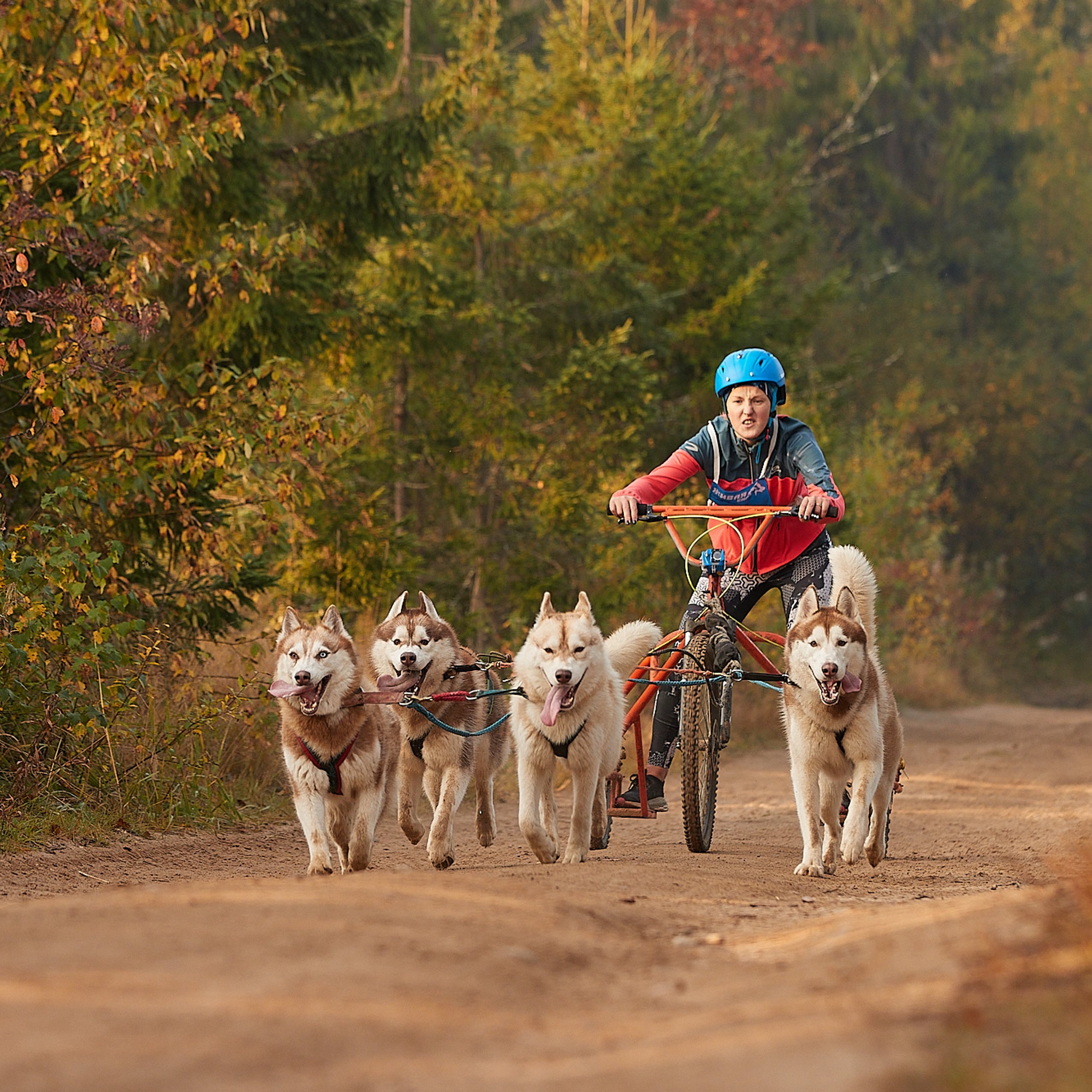 ЧЕМПИОНАТ РОССИИ РКФ 27 сентября 2020 г., 2й день. ФОТОГРАФ-АНИМАЛИСТ l LANA POLYAKOVA
