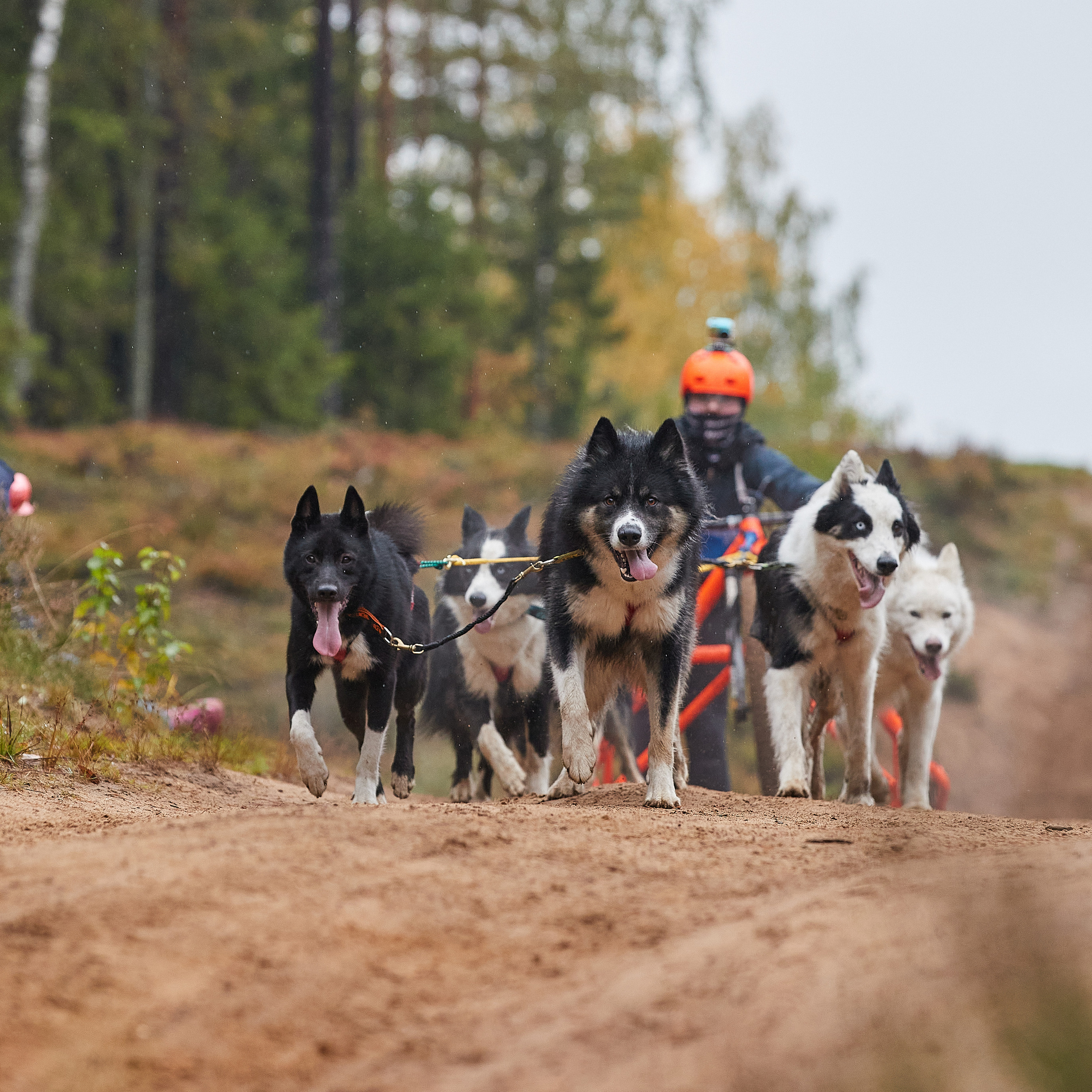 ЧЕМПИОНАТ РОССИИ РКФ 25–26 сентября 2021 г. ФОТОГРАФ-АНИМАЛИСТ l LANA POLYAKOVA