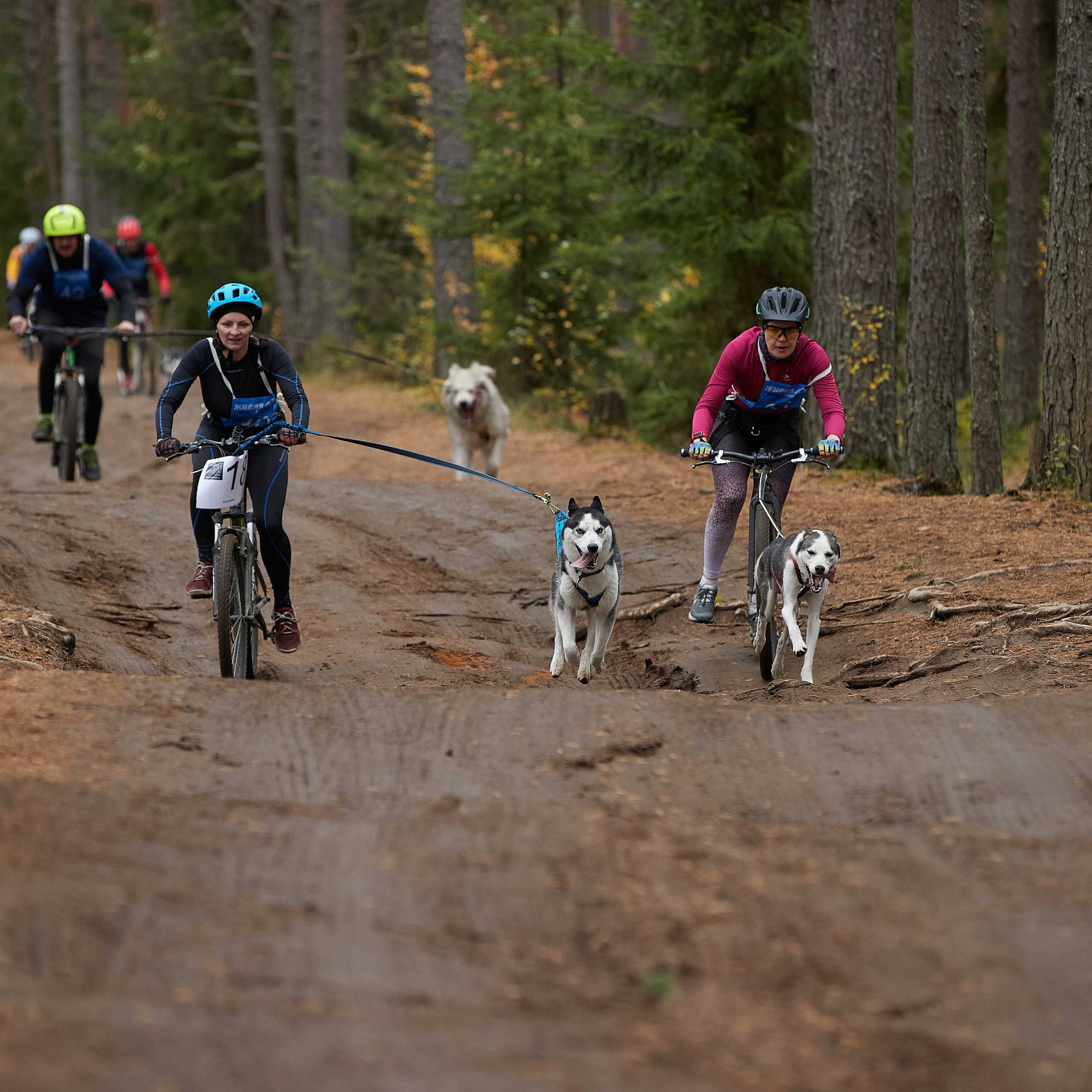 ЧЕМПИОНАТ РОССИИ РКФ 25–26 сентября 2021 г. ФОТОГРАФ-АНИМАЛИСТ l LANA POLYAKOVA
