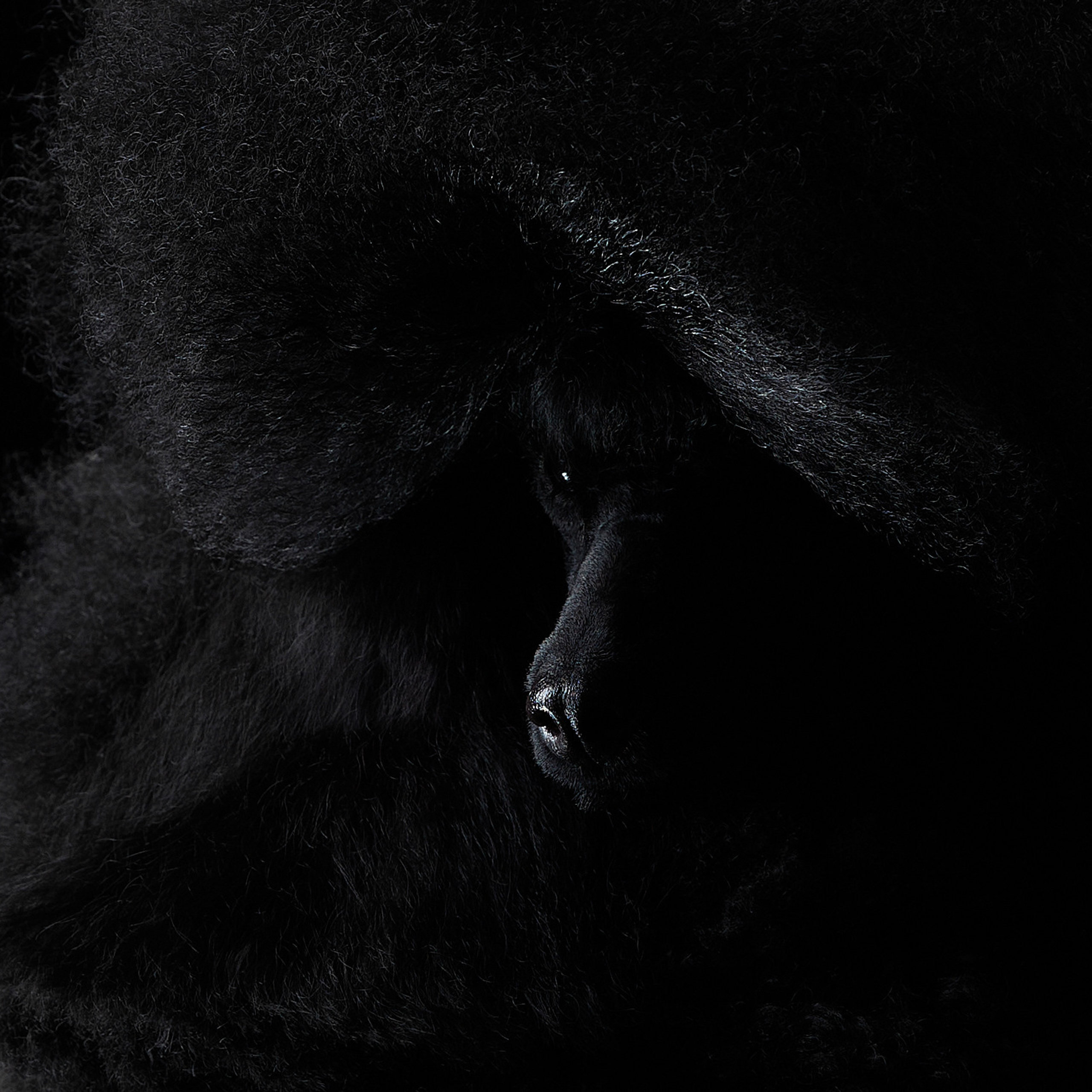 Черное на черном. ФОТОГРАФ-АНИМАЛИСТ l LANA POLYAKOVA