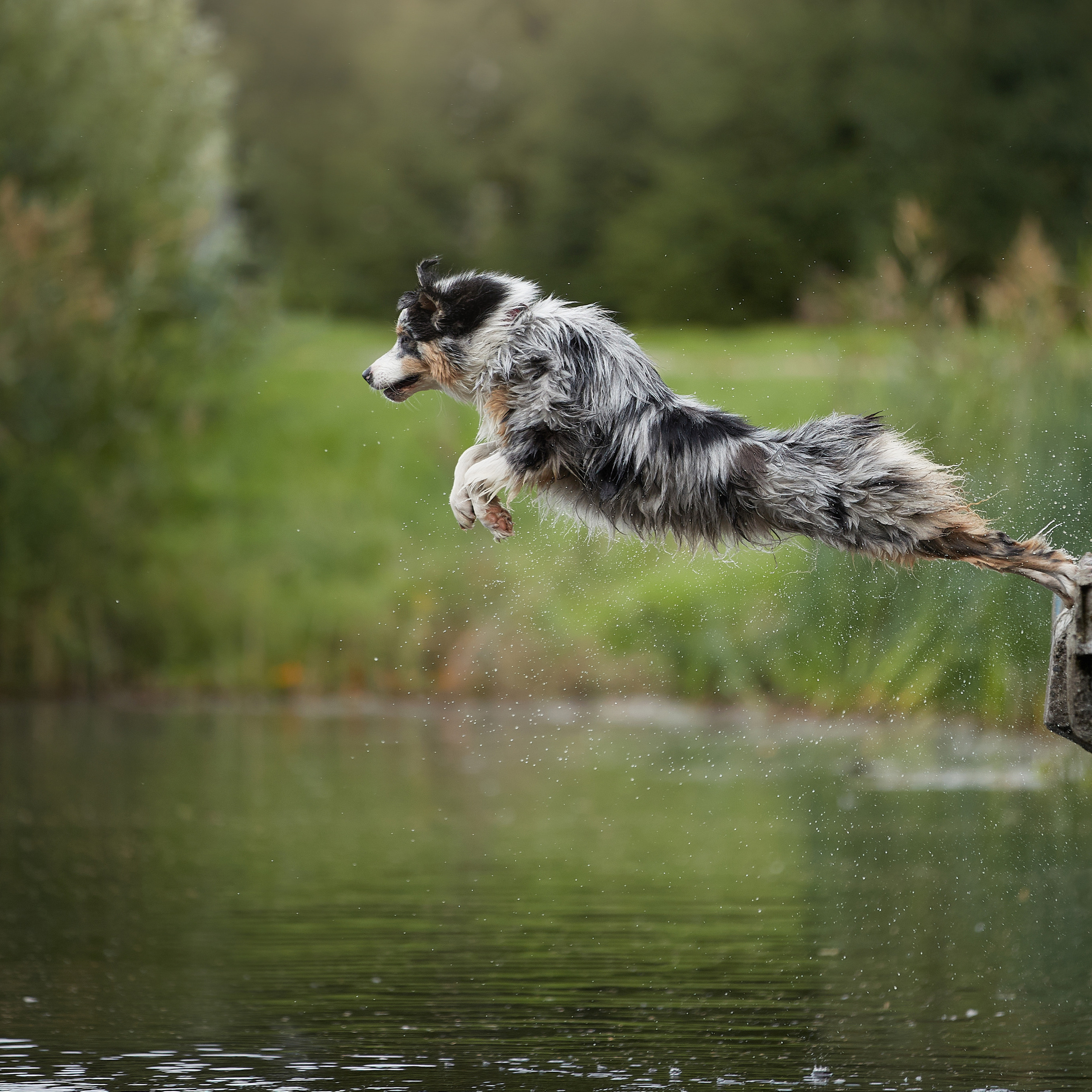 Айза на фотопрогулке. ФОТОГРАФ-АНИМАЛИСТ l LANA POLYAKOVA