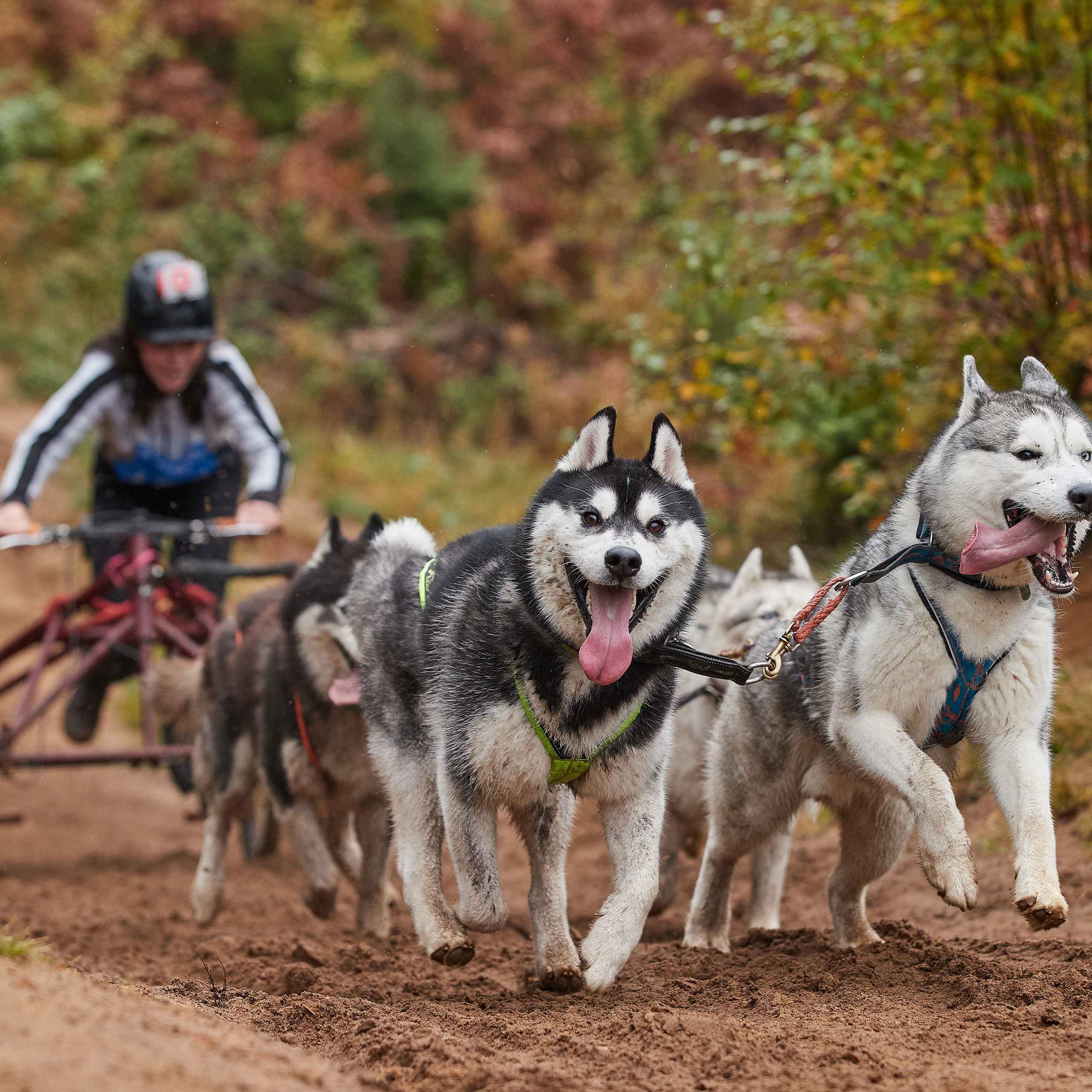 ЧЕМПИОНАТ РОССИИ РКФ 25–26 сентября 2021 г. ФОТОГРАФ-АНИМАЛИСТ l LANA POLYAKOVA