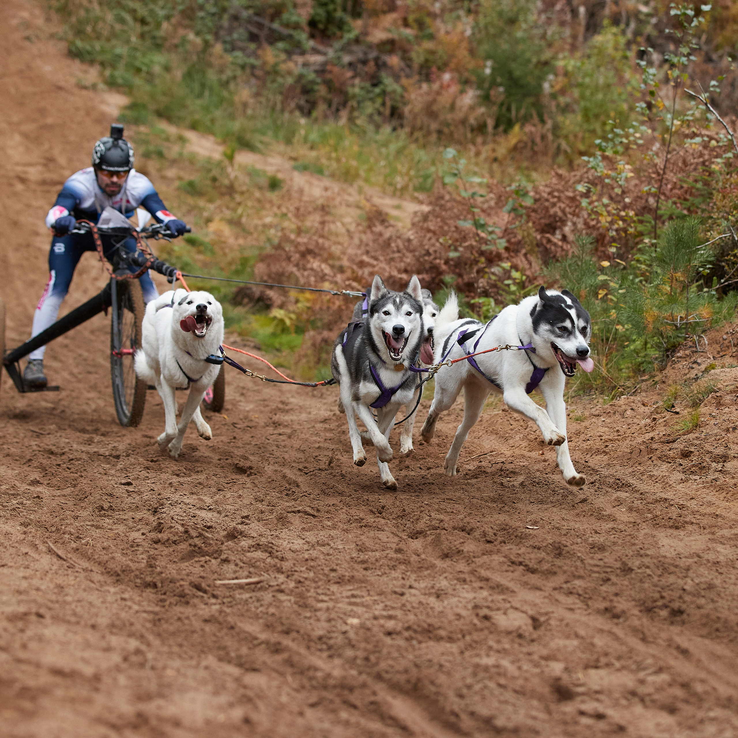 ЧЕМПИОНАТ РОССИИ РКФ 25–26 сентября 2021 г. ФОТОГРАФ-АНИМАЛИСТ l LANA POLYAKOVA
