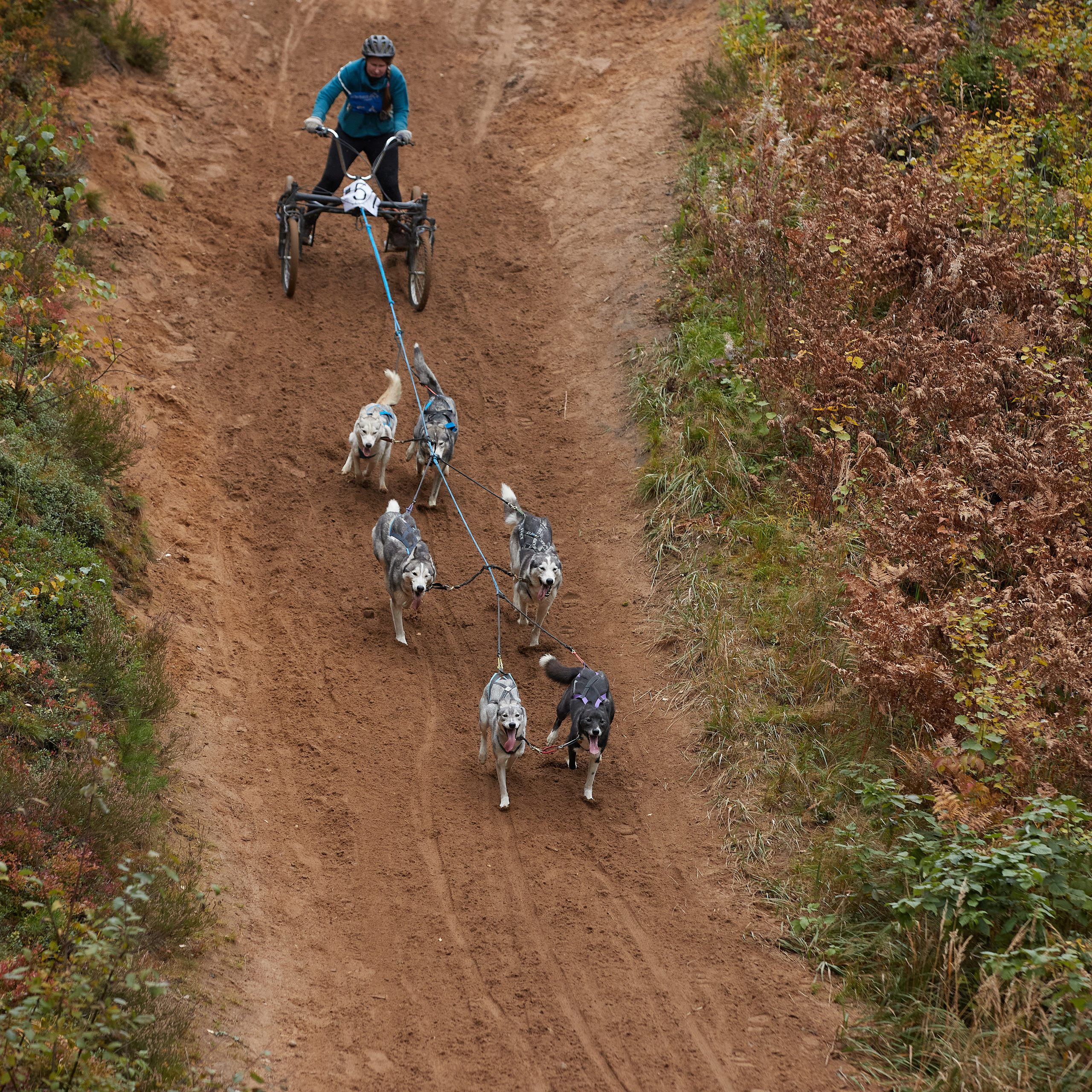 ЧЕМПИОНАТ РОССИИ РКФ 25–26 сентября 2021 г. ФОТОГРАФ-АНИМАЛИСТ l LANA POLYAKOVA