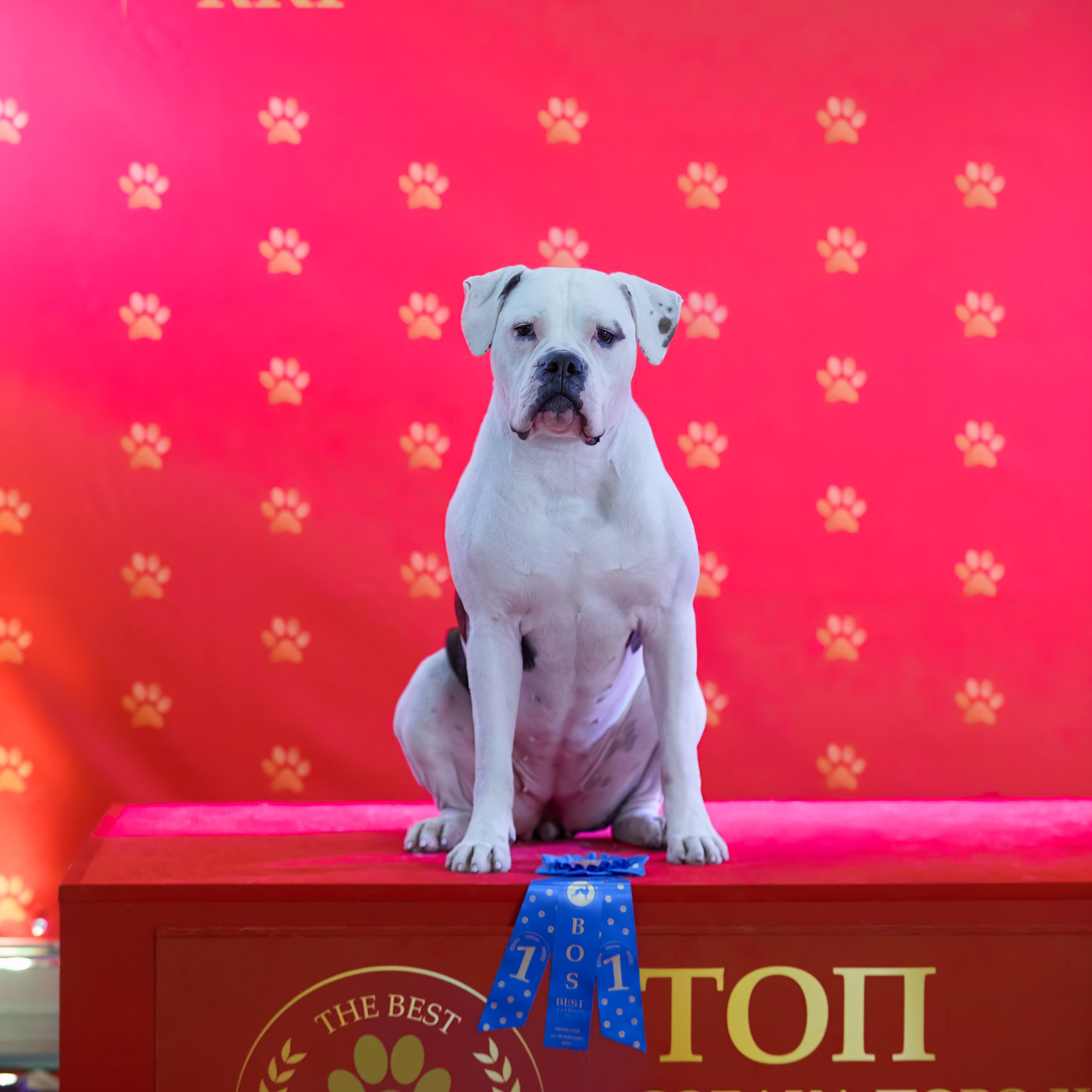 Шоу чемпионов «ЛУЧШИЕ СОБАКИ РОССИИ». ФОТОГРАФ-АНИМАЛИСТ l LANA POLYAKOVA