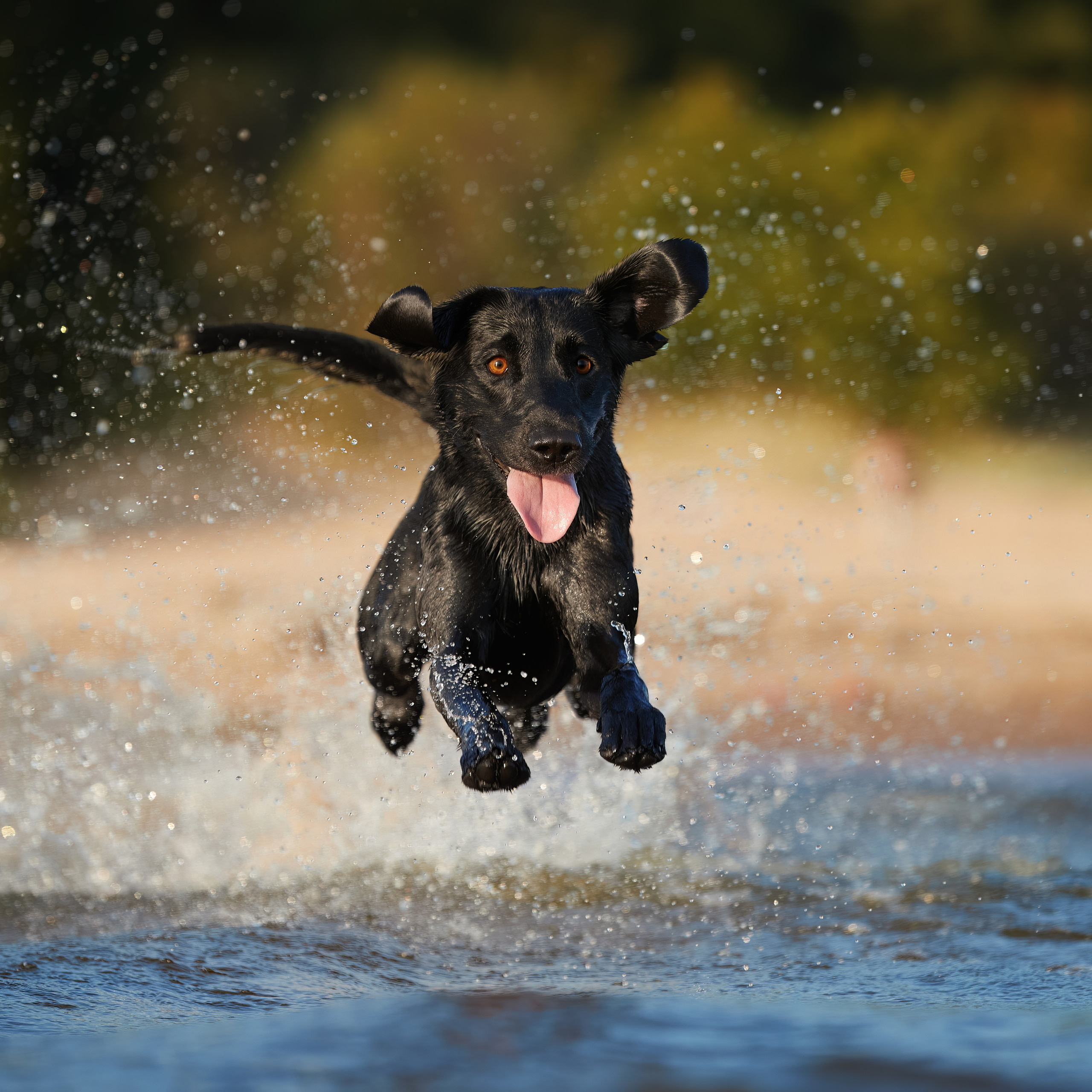 Фотопрогулка для Аджи. Вода!. ФОТОГРАФ-АНИМАЛИСТ l LANA POLYAKOVA