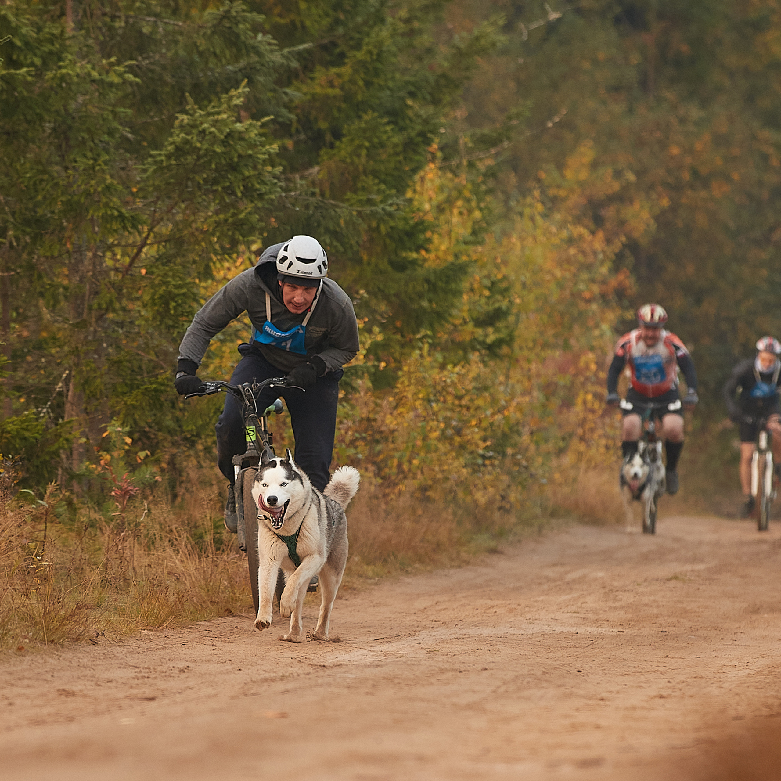 ЧЕМПИОНАТ РОССИИ РКФ 27 сентября 2020 г., 2й день. ФОТОГРАФ-АНИМАЛИСТ l LANA POLYAKOVA