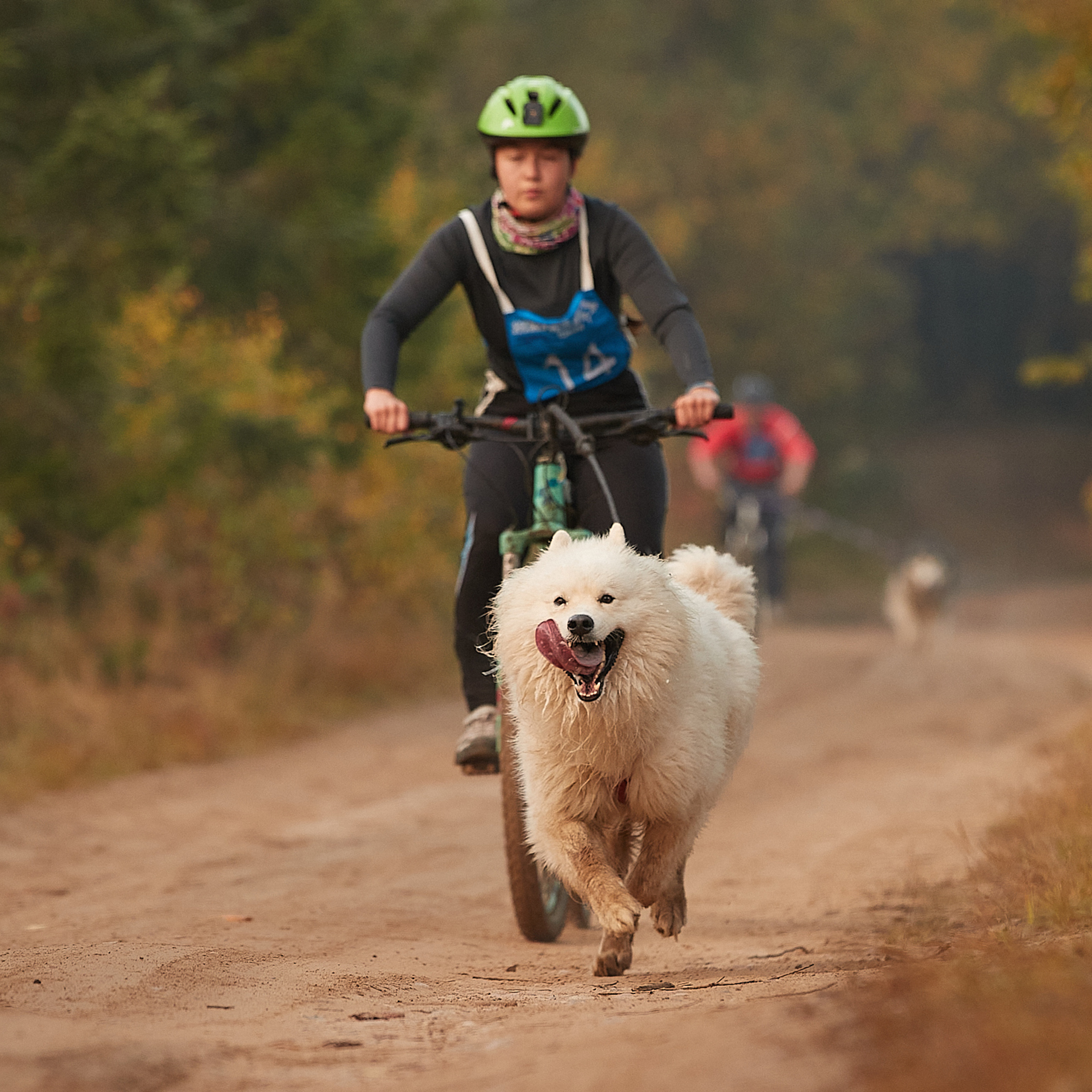ЧЕМПИОНАТ РОССИИ РКФ 27 сентября 2020 г., 2й день. ФОТОГРАФ-АНИМАЛИСТ l LANA POLYAKOVA