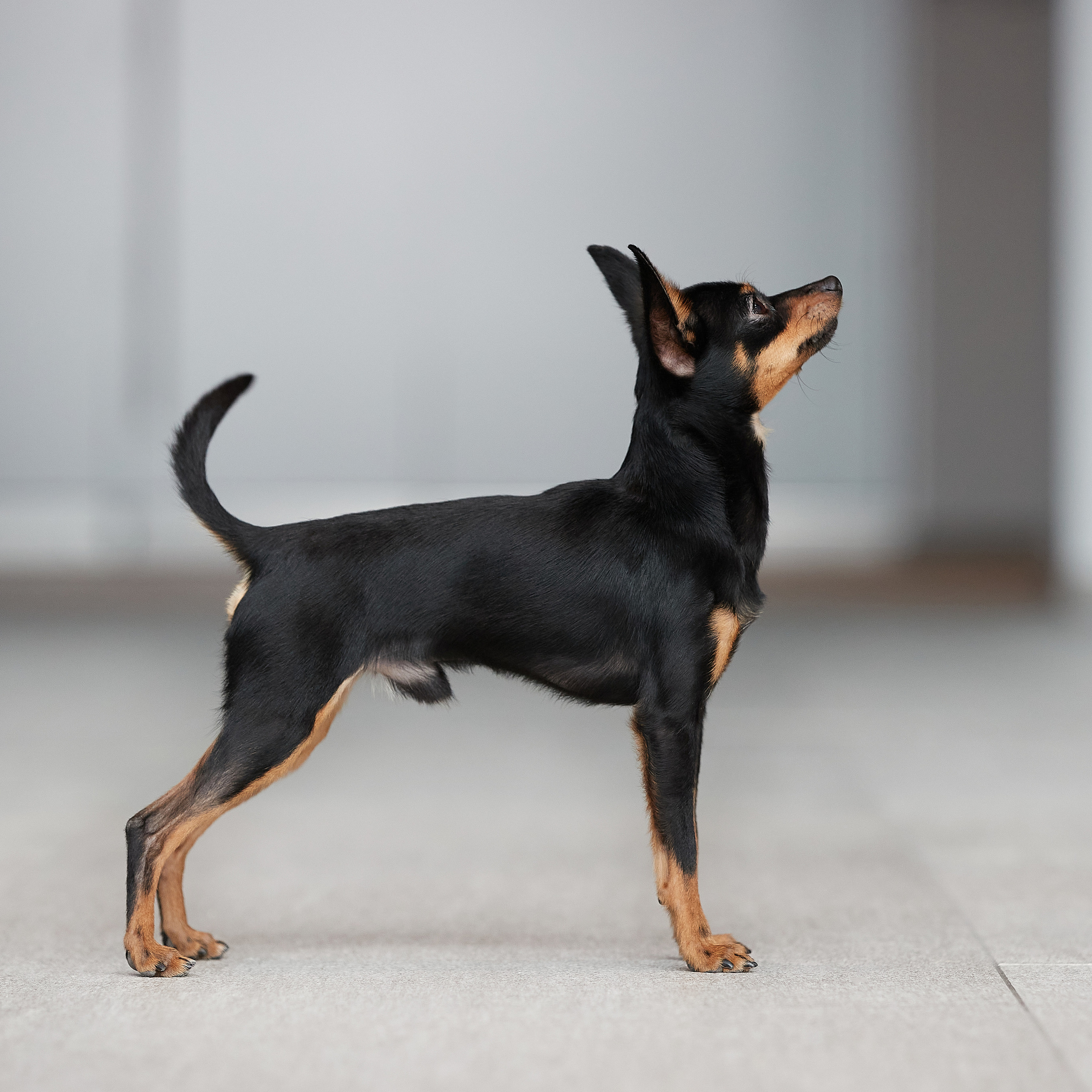 24-25.04.21 CACIB в Санкт-Петербурге. ФОТОГРАФ-АНИМАЛИСТ l LANA POLYAKOVA