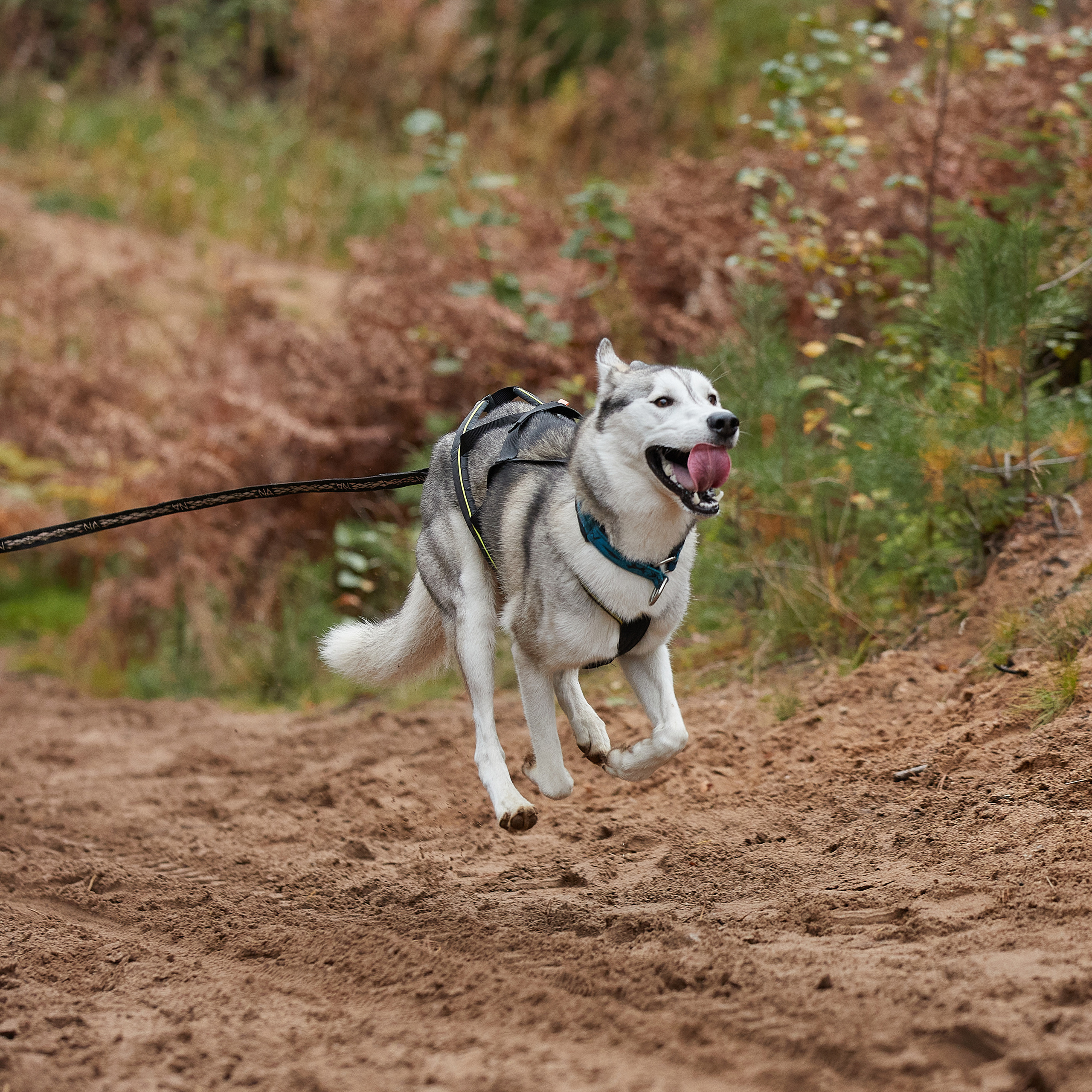 ЧЕМПИОНАТ РОССИИ РКФ 25–26 сентября 2021 г. ФОТОГРАФ-АНИМАЛИСТ l LANA POLYAKOVA