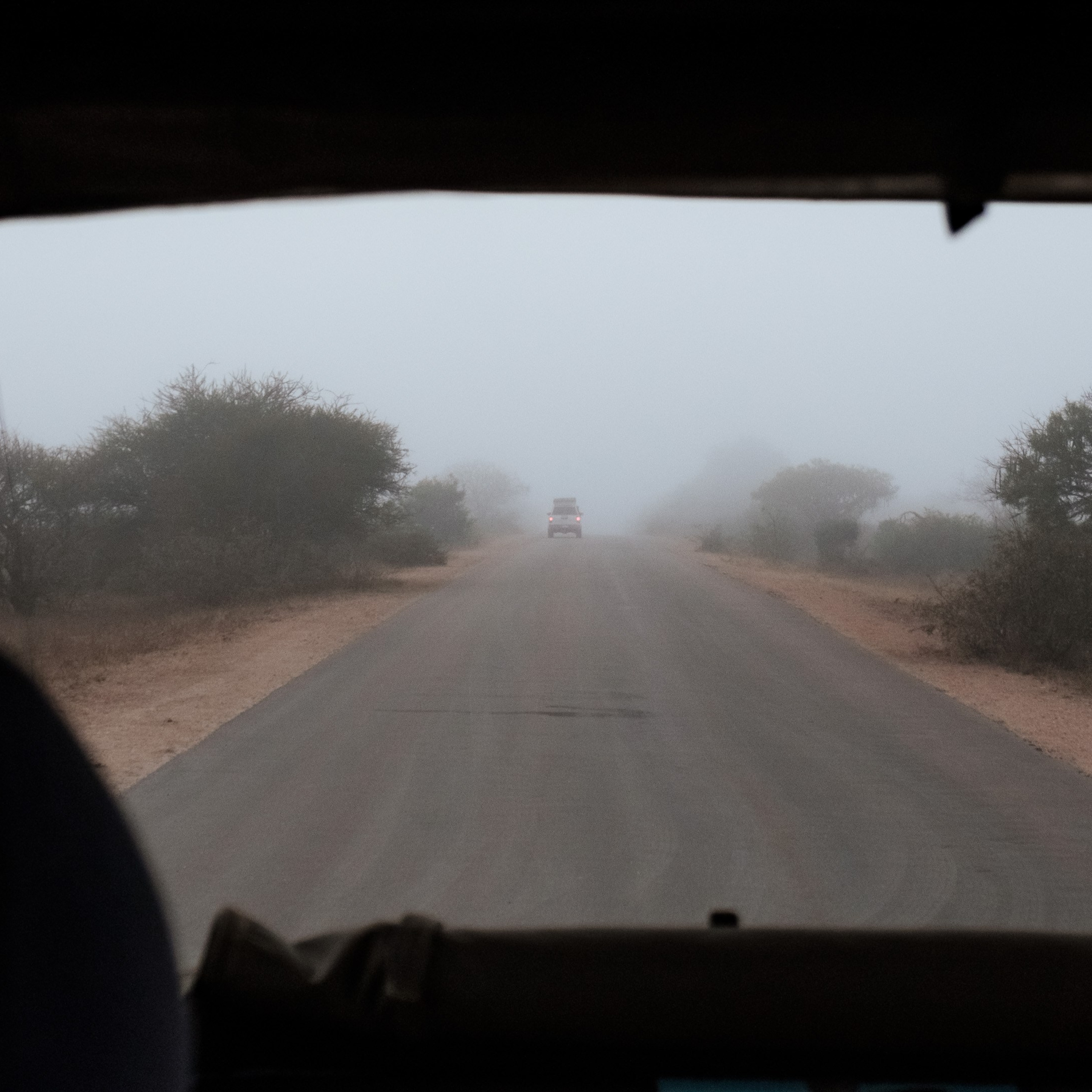 ЮАР. Крюгер-парк. Фотограф Конопихин Константин