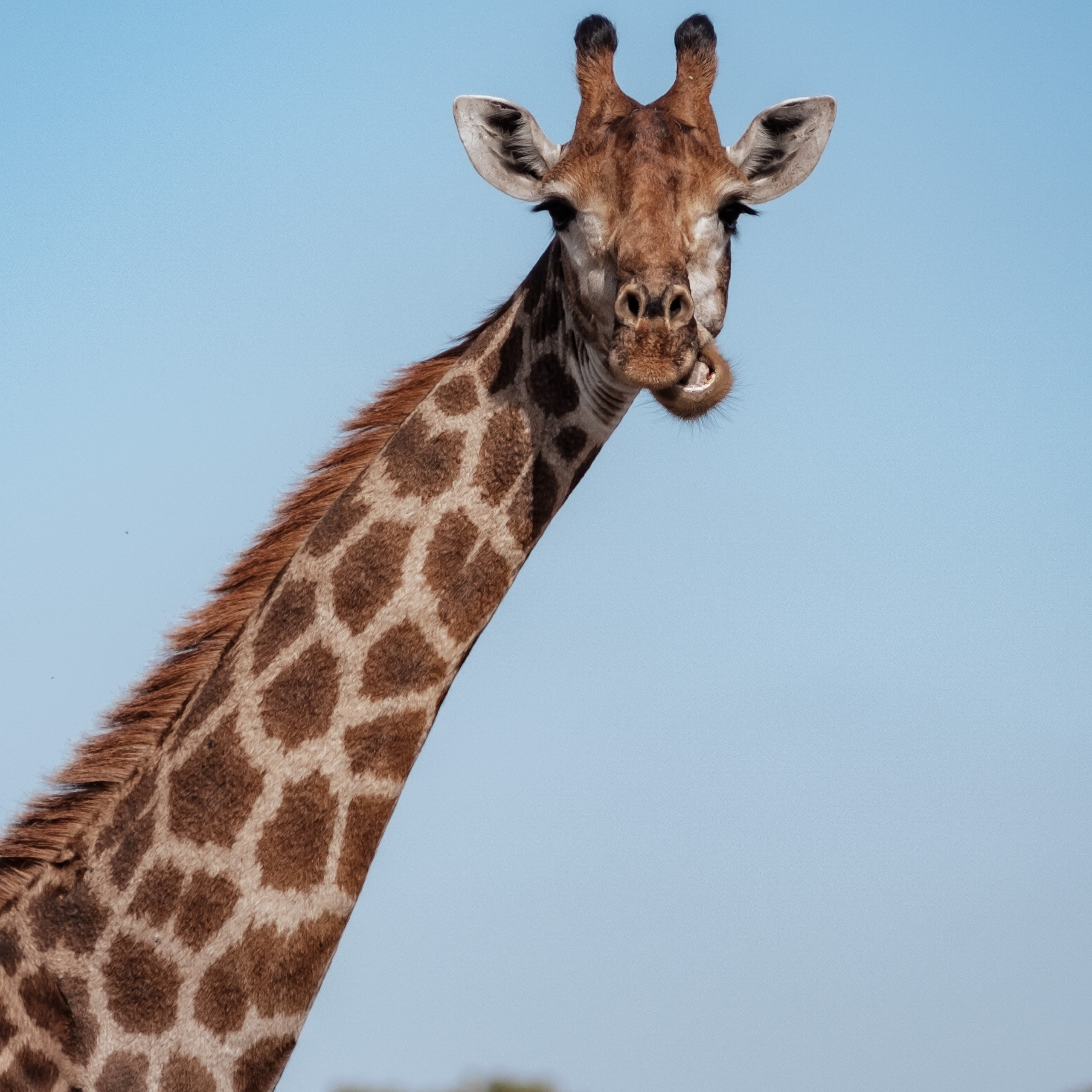 ЮАР. Крюгер-парк. Фотограф Конопихин Константин