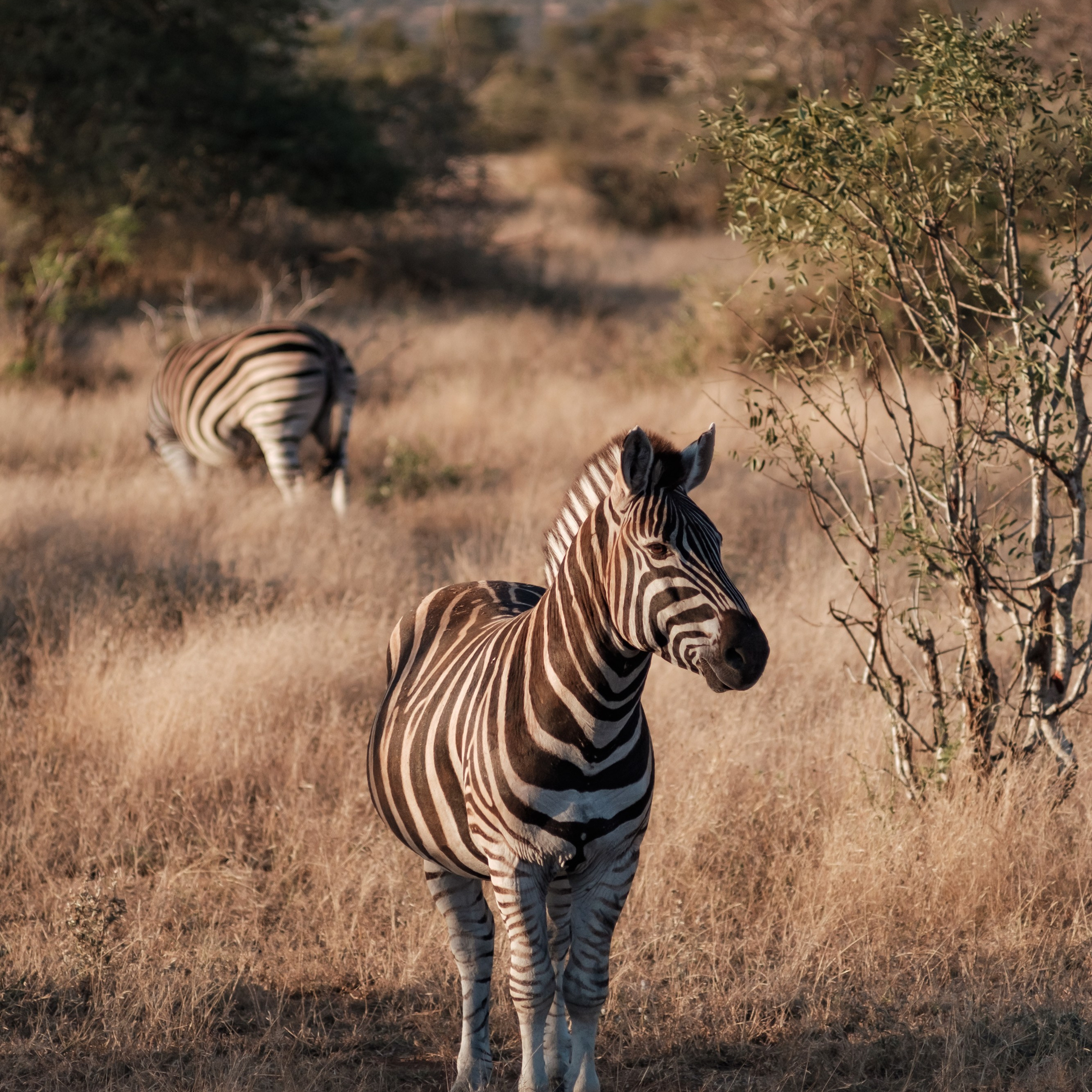 ЮАР. Крюгер-парк. Фотограф Конопихин Константин