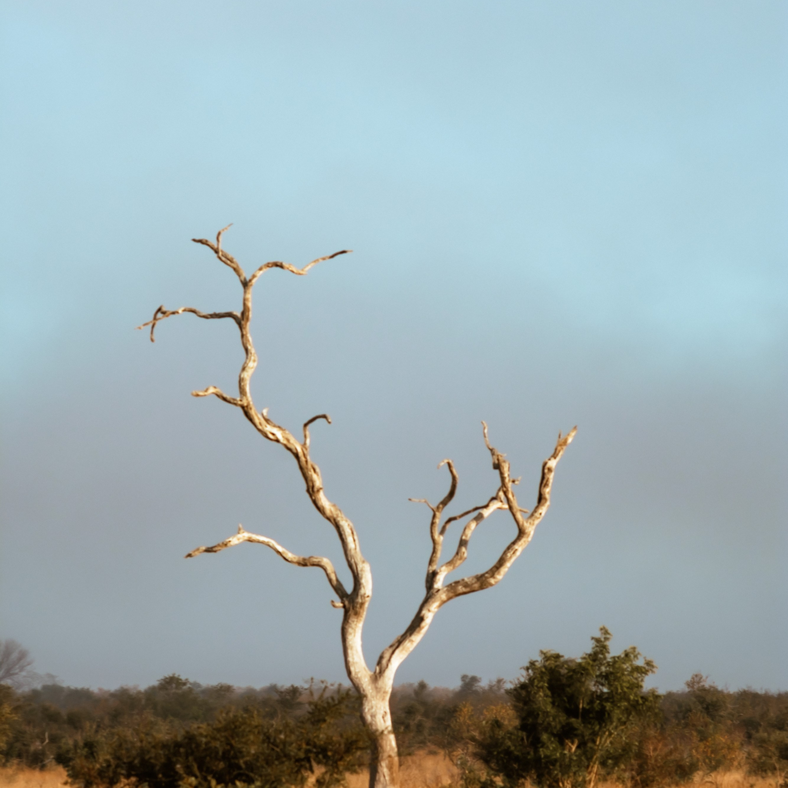 ЮАР. Крюгер-парк. Фотограф Конопихин Константин