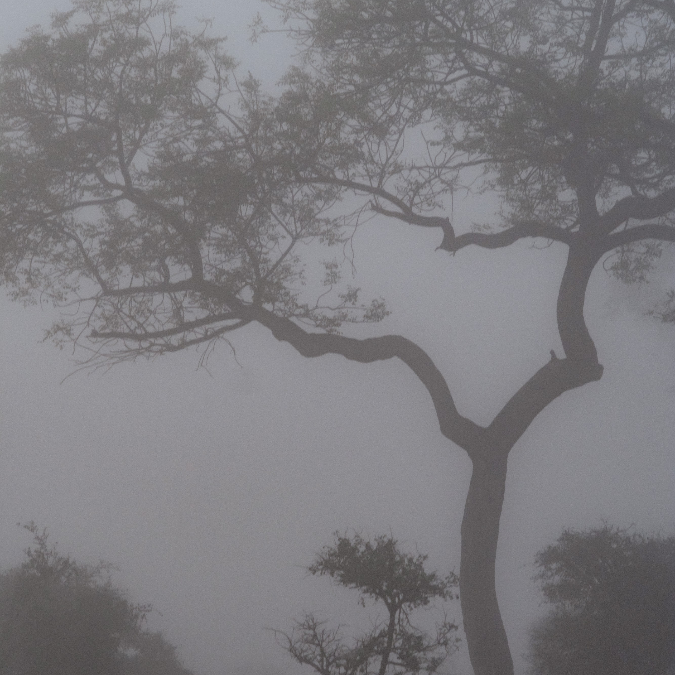 ЮАР. Крюгер-парк. Фотограф Конопихин Константин