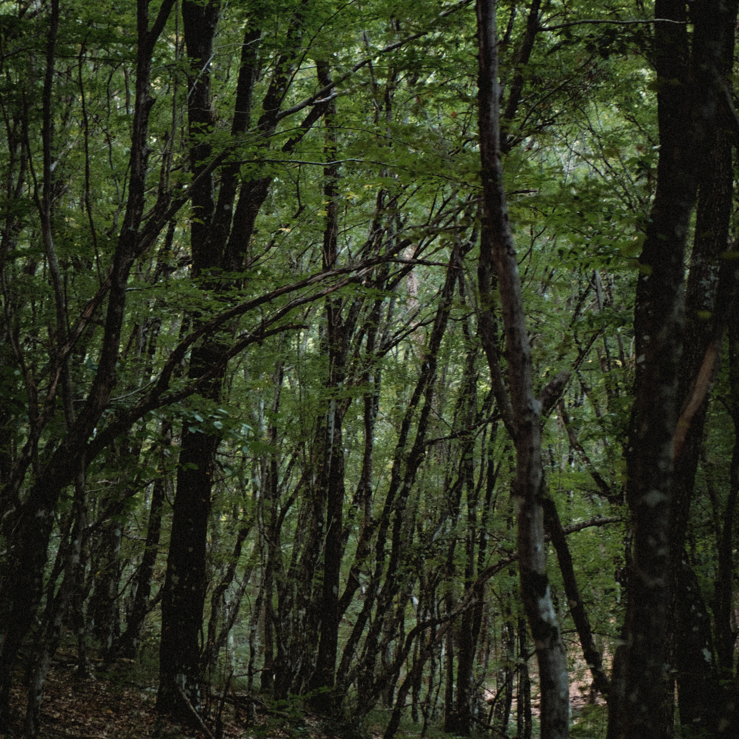 Уркуста-парк. Фотограф Конопихин Константин