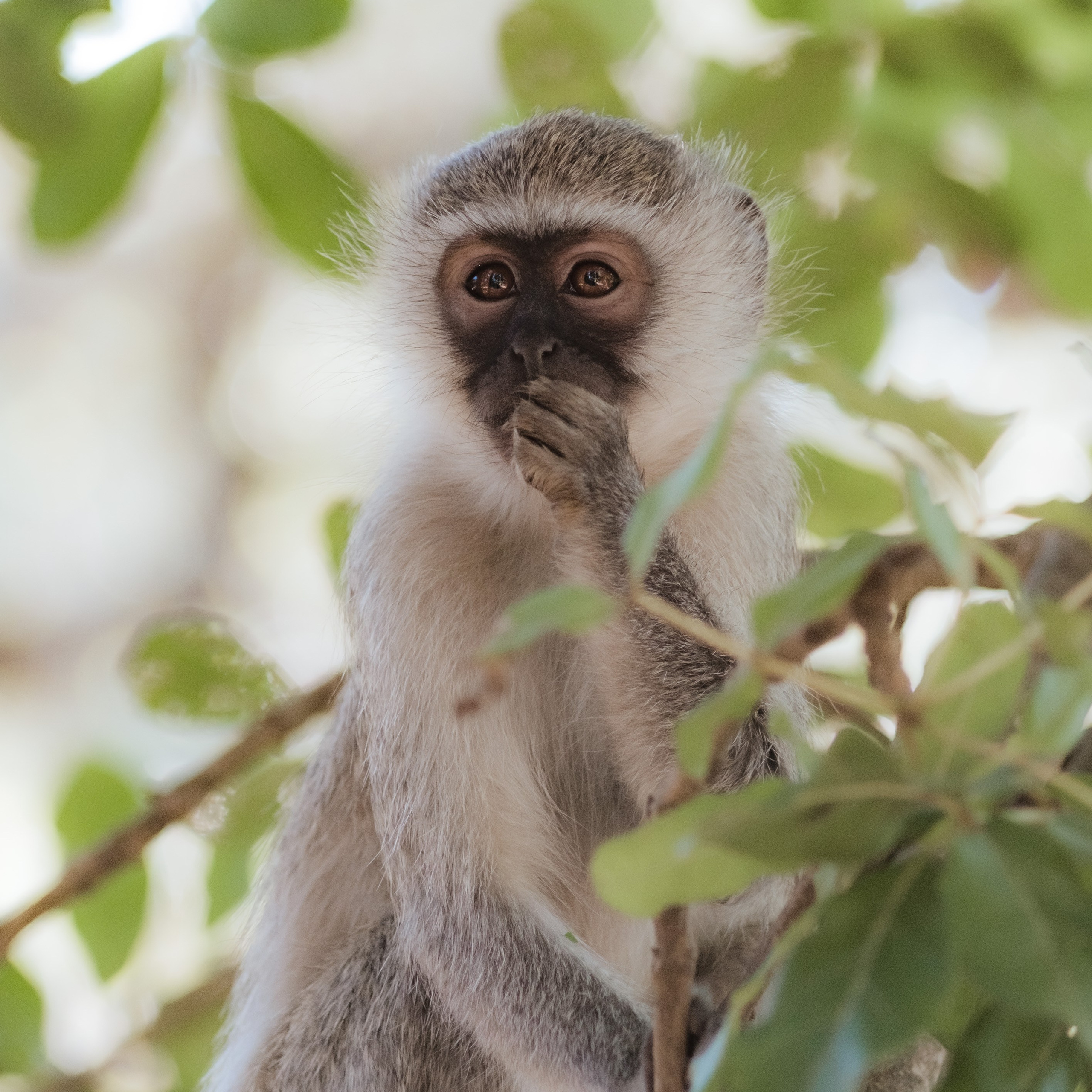 ЮАР. Крюгер-парк. Фотограф Конопихин Константин