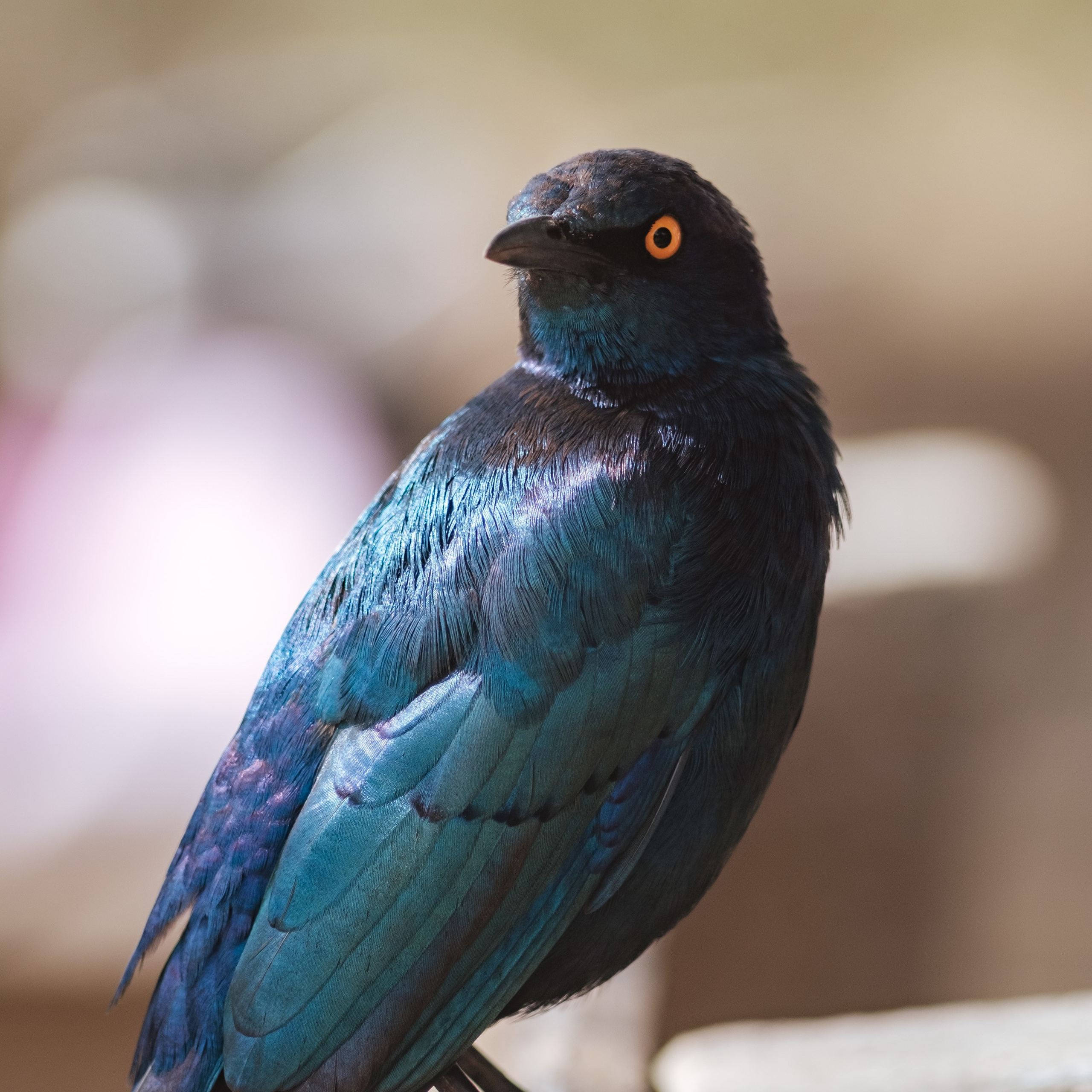 ЮАР. Крюгер-парк. Фотограф Конопихин Константин